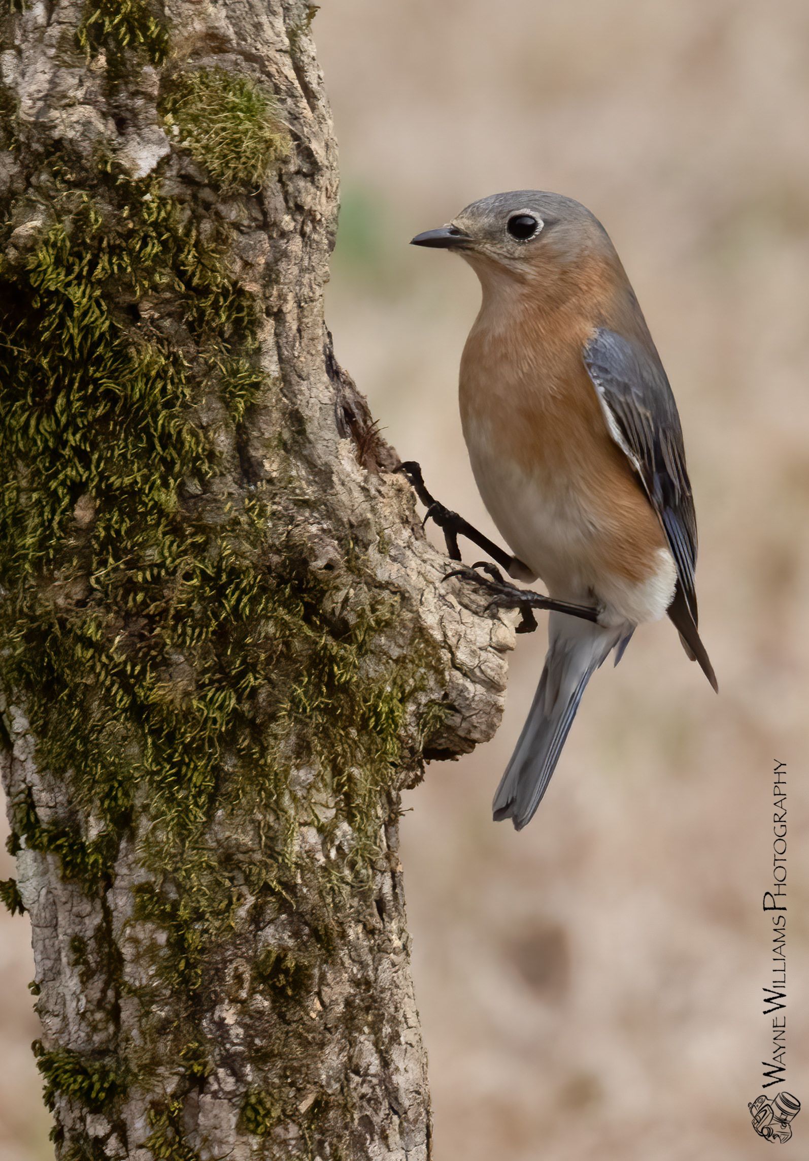A small bird perched on a tree branch.
