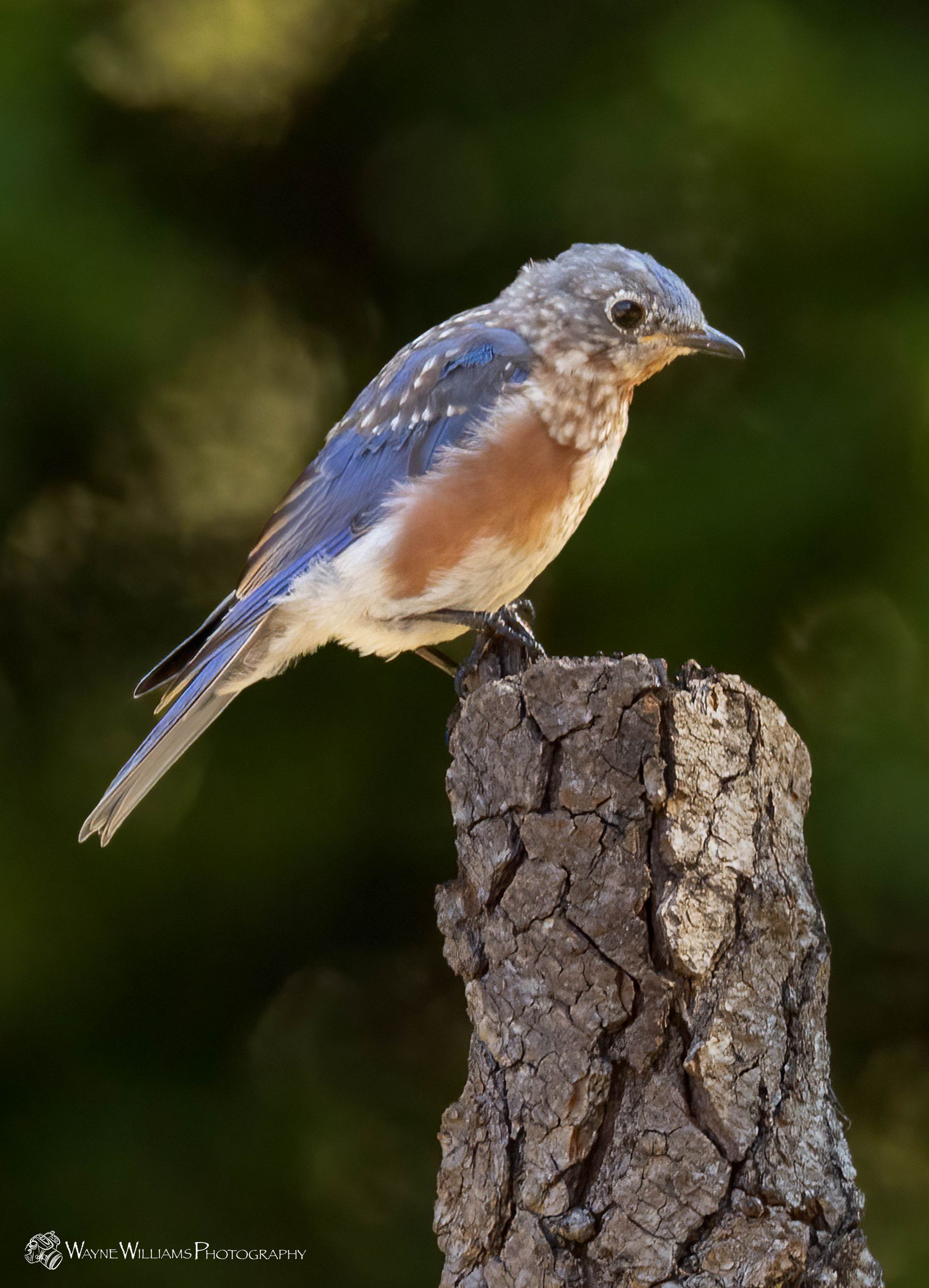 A bluebird perched on top of a tree stump.