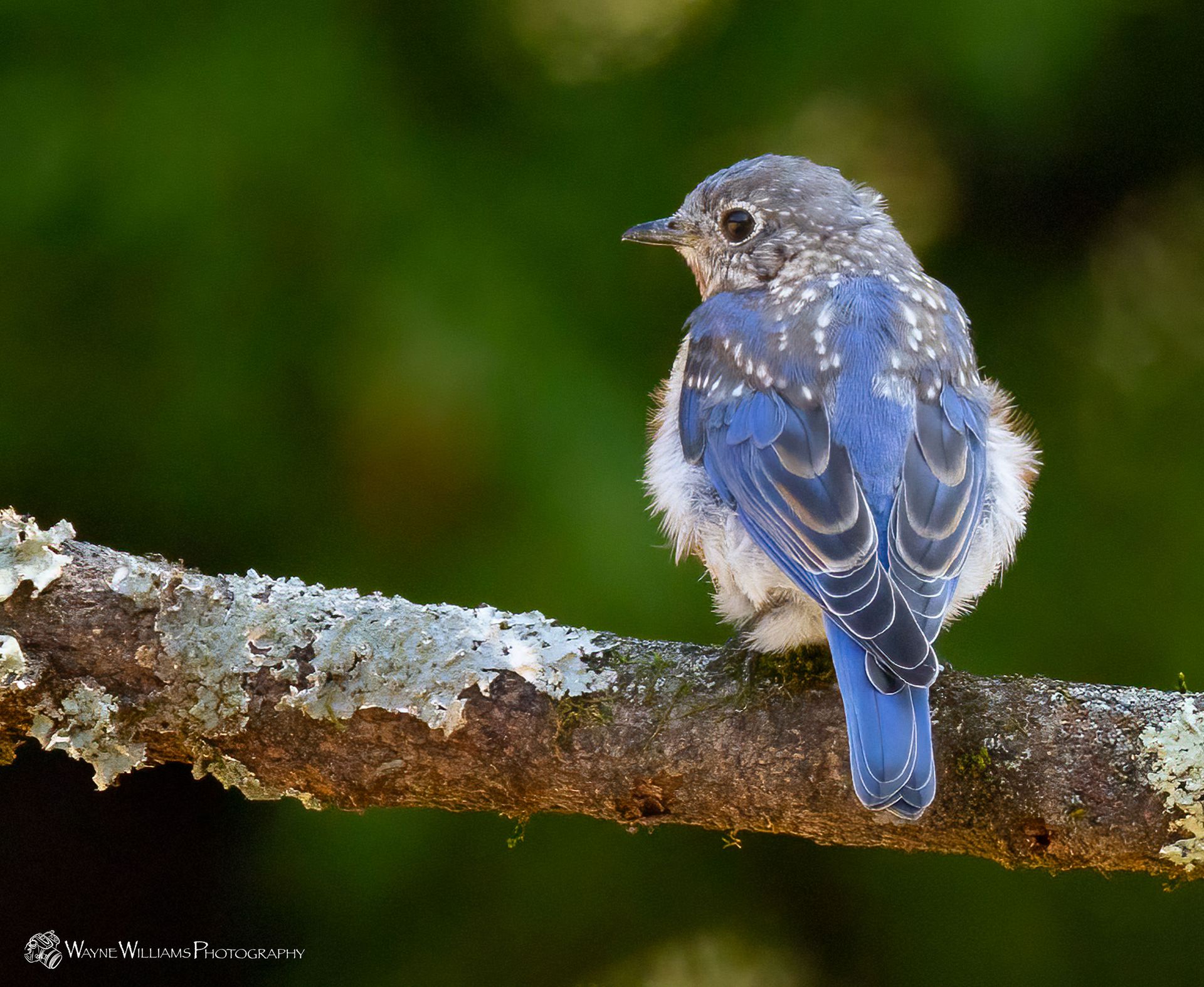 A small blue and white bird perched on a tree branch