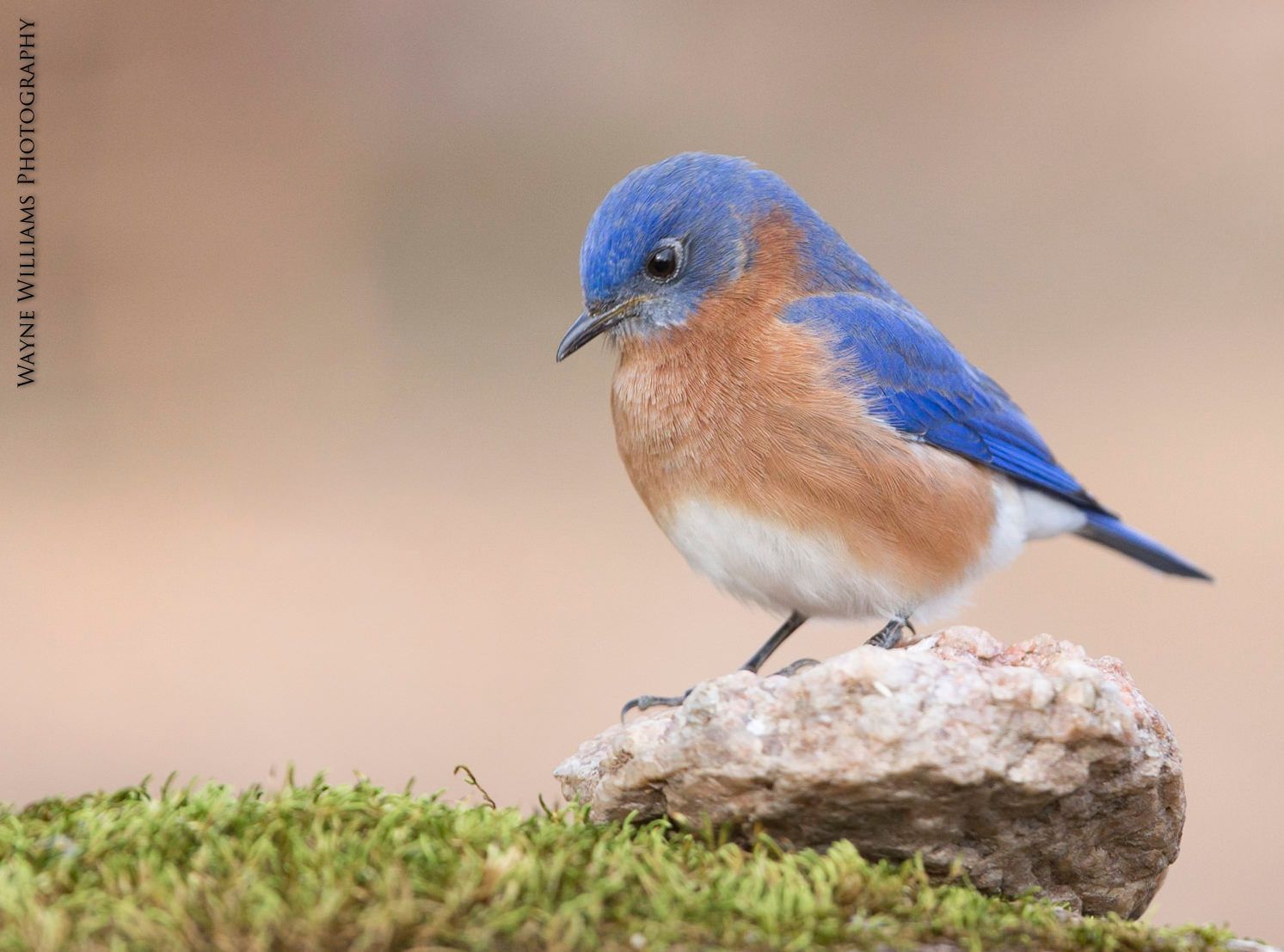 A small blue and brown bird perched on top of a rock.