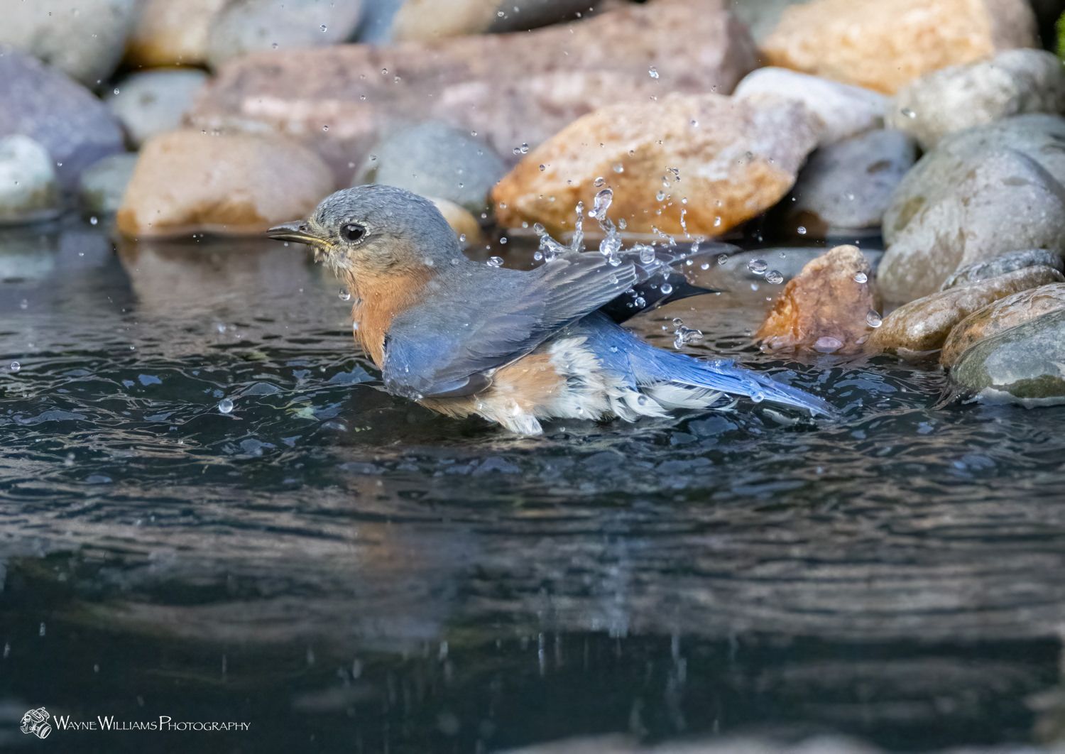 A bird is taking a bath in a pond surrounded by rocks.