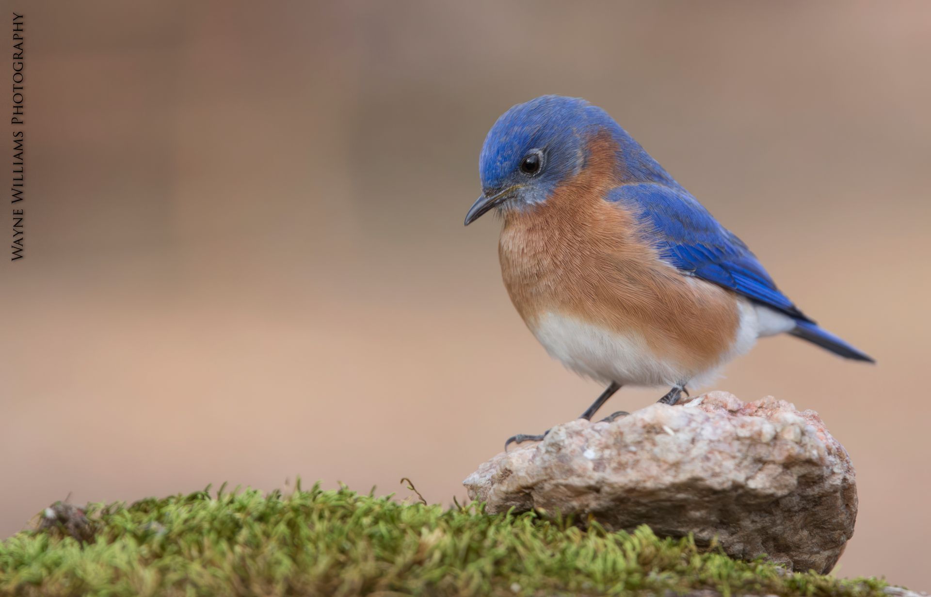 A small blue and brown bird perched on top of a rock.