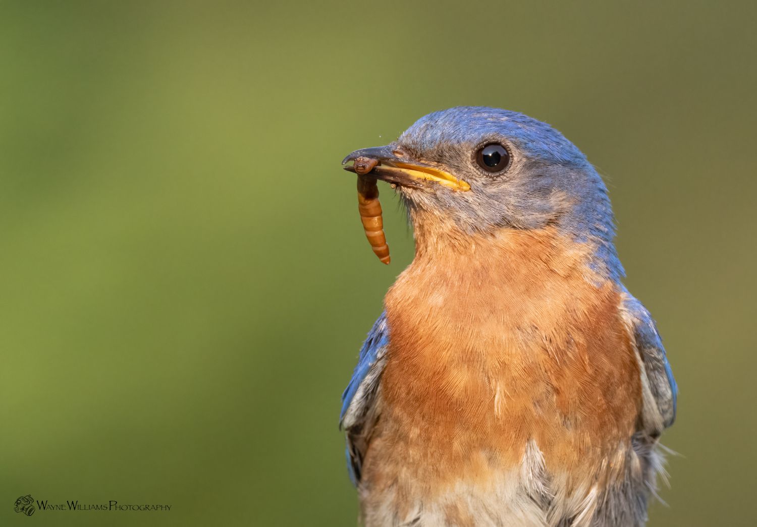 A close up of a bluebird with a bug in its beak.