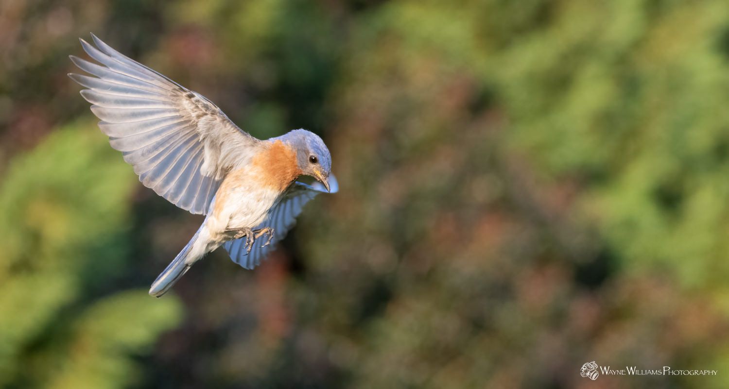 A bluebird is flying in the air with its wings spread.