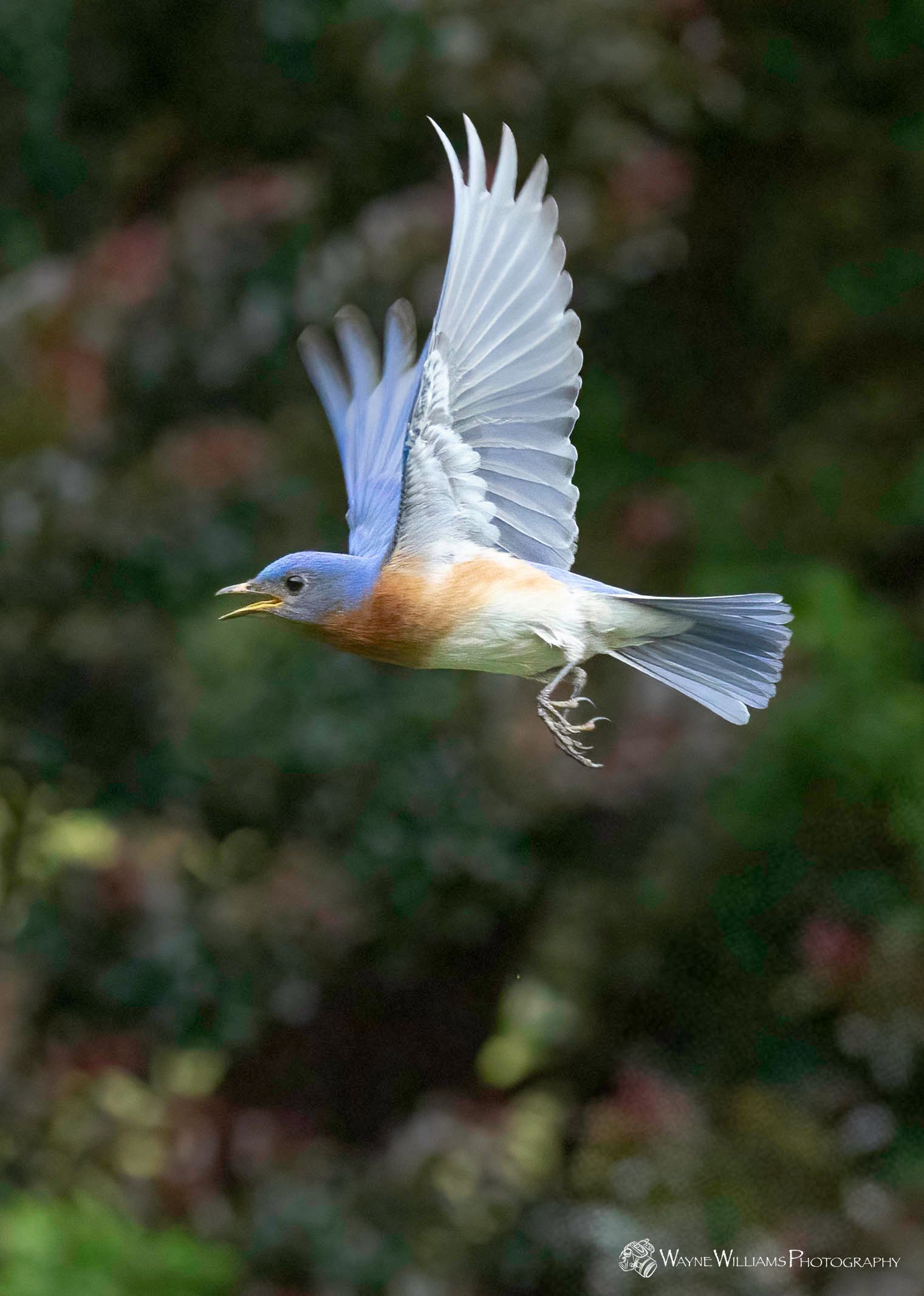 A bluebird is flying through the air with its wings spread.