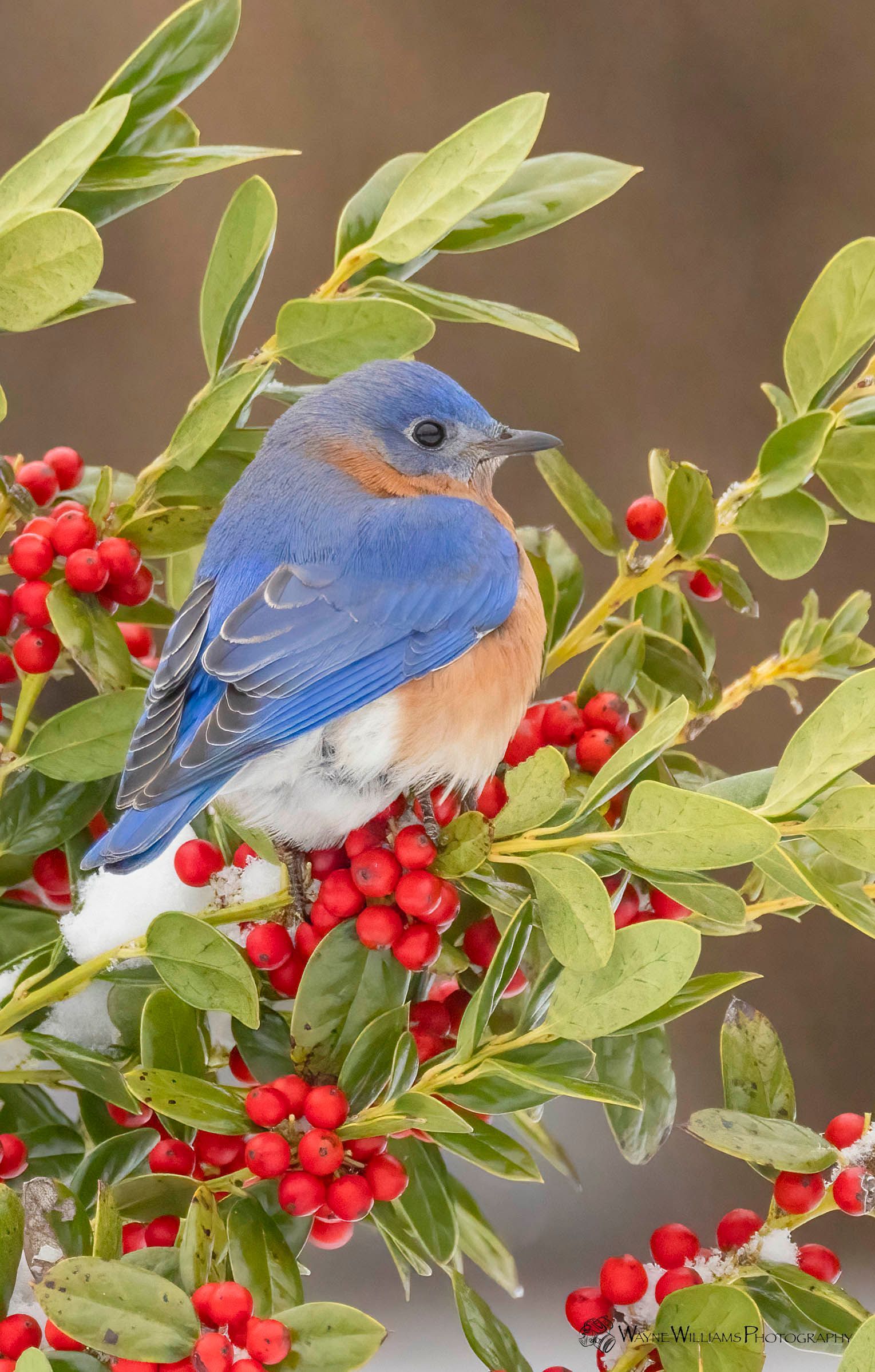 A bluebird is perched on a branch with red berries.