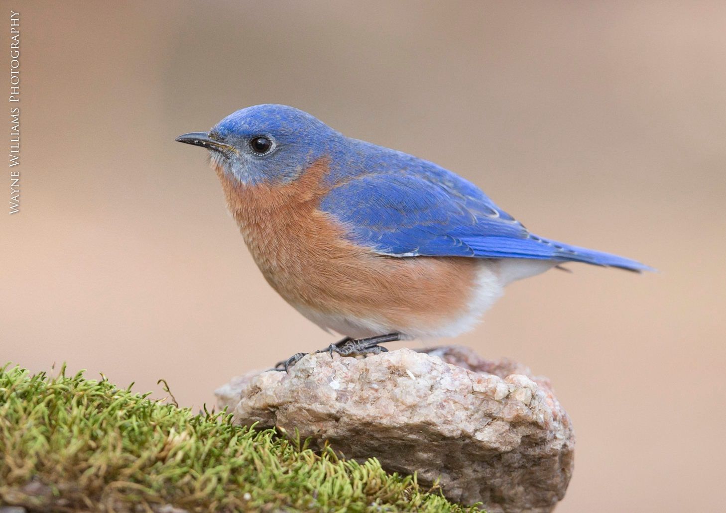 A small blue and brown bird perched on top of a rock.
