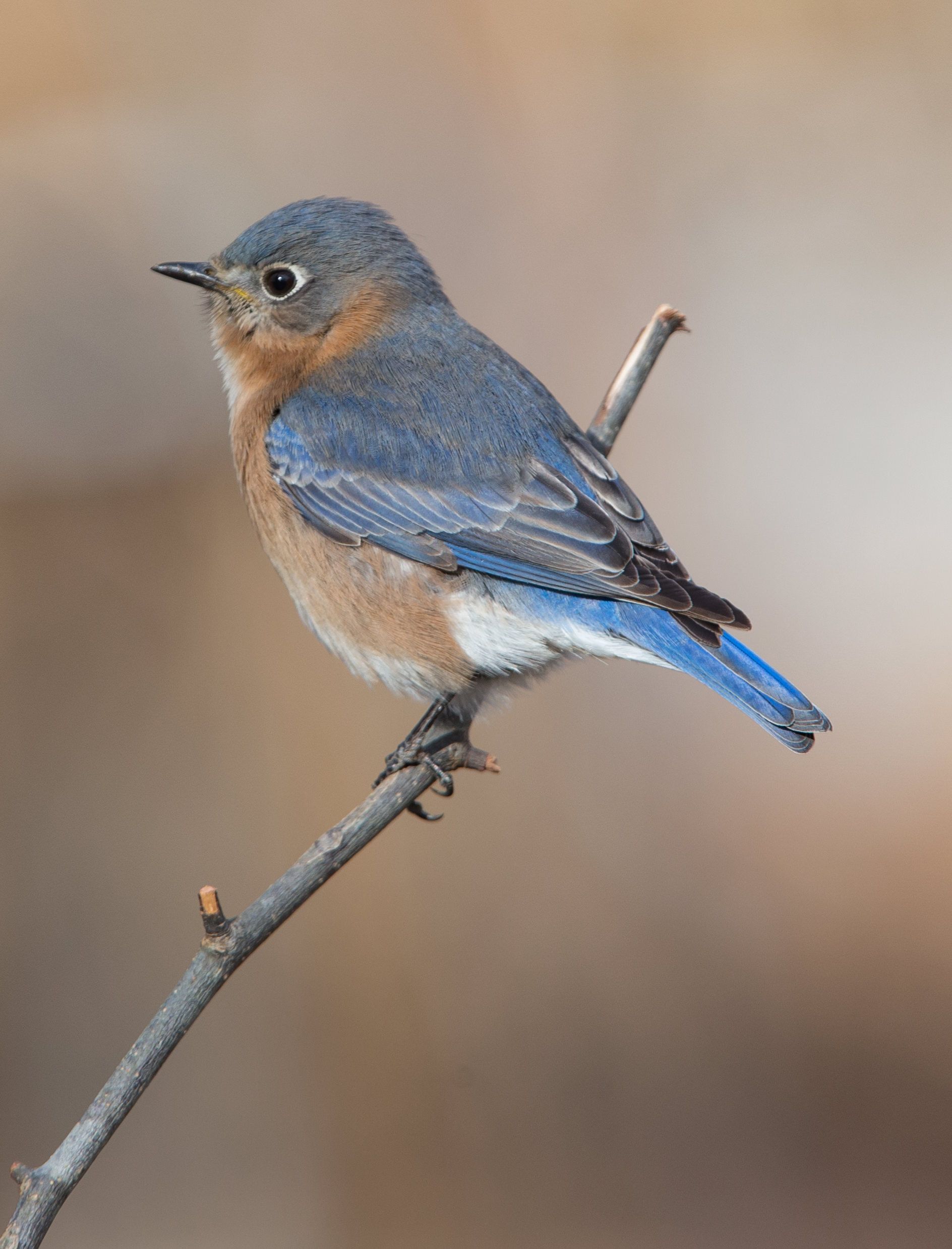 A small blue and brown bird perched on a branch
