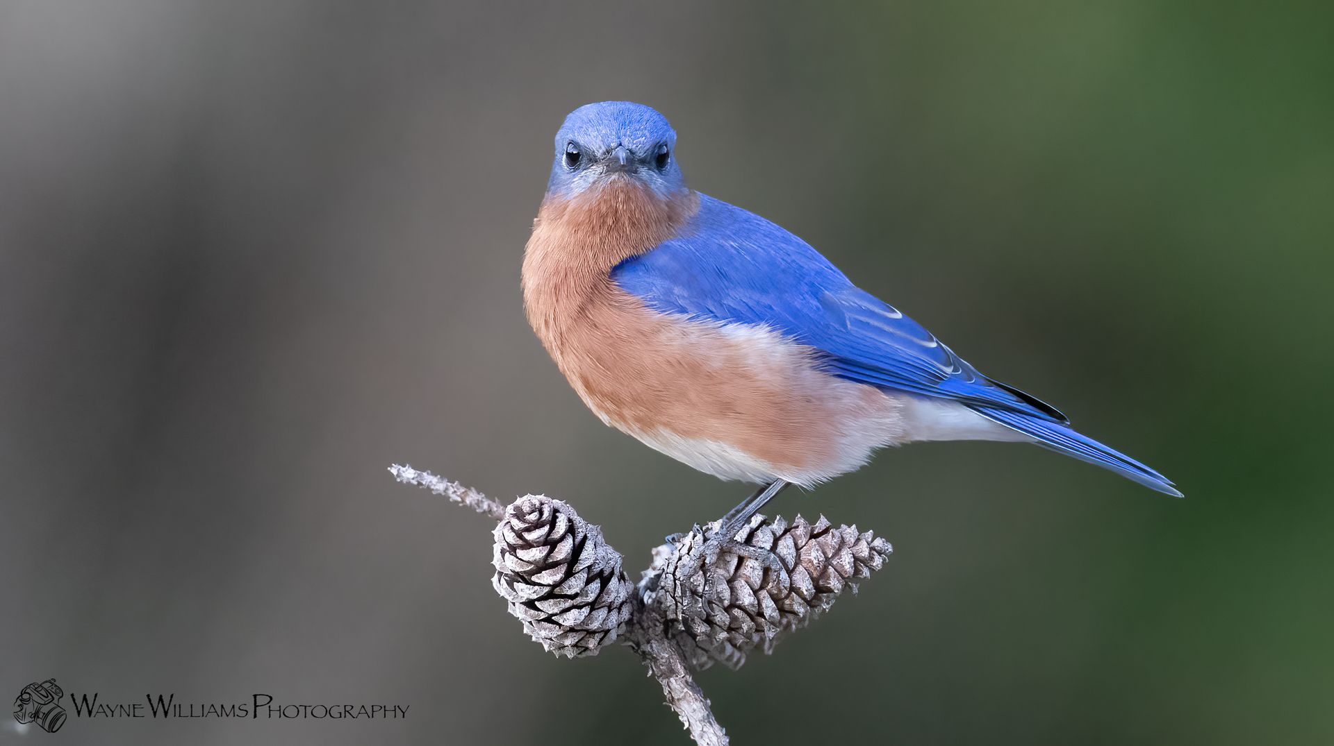 A blue and brown bird perched on a pine cone.