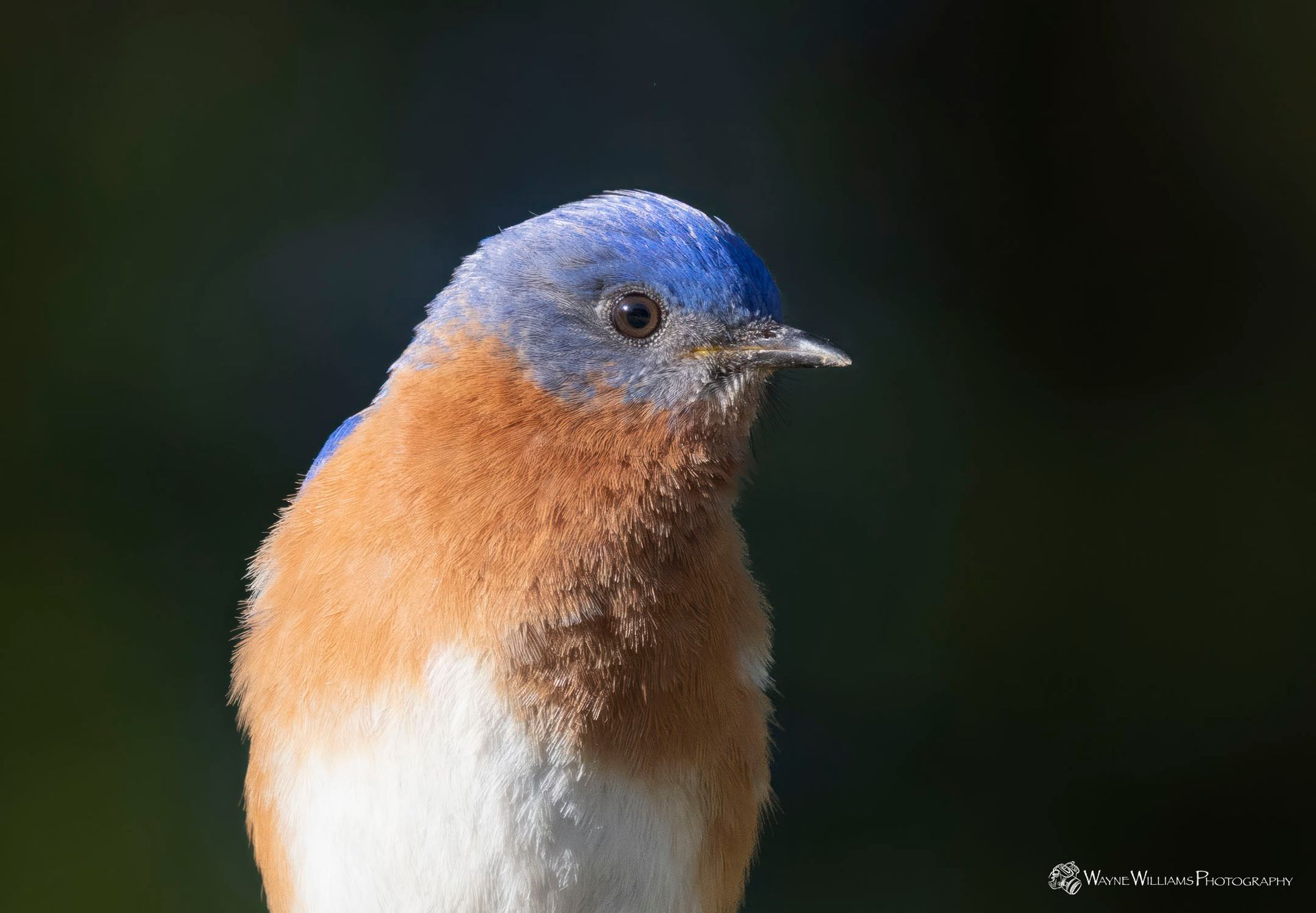A close up of a blue and brown bird with a blue head.