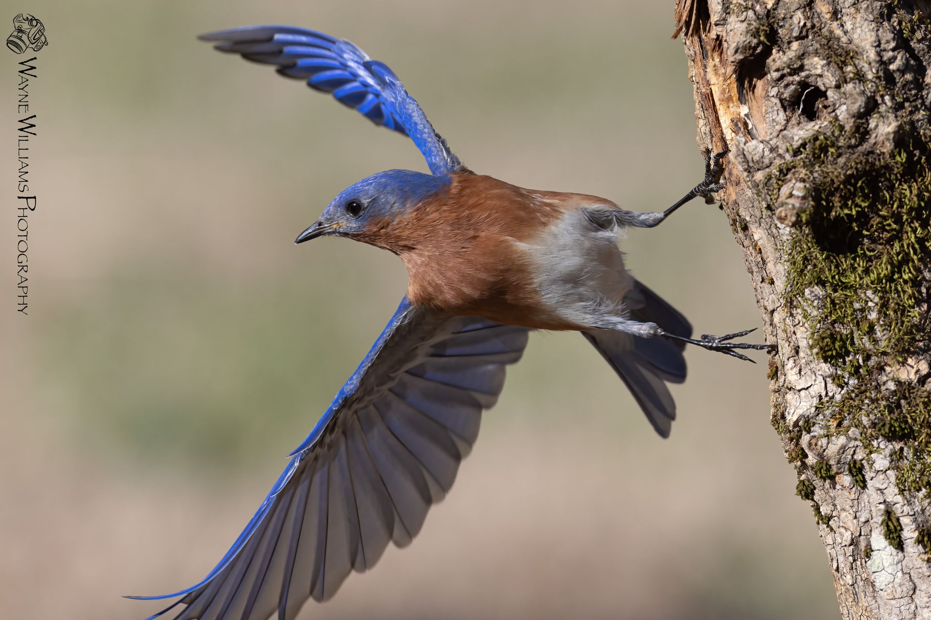 A blue bird is flying over a tree trunk