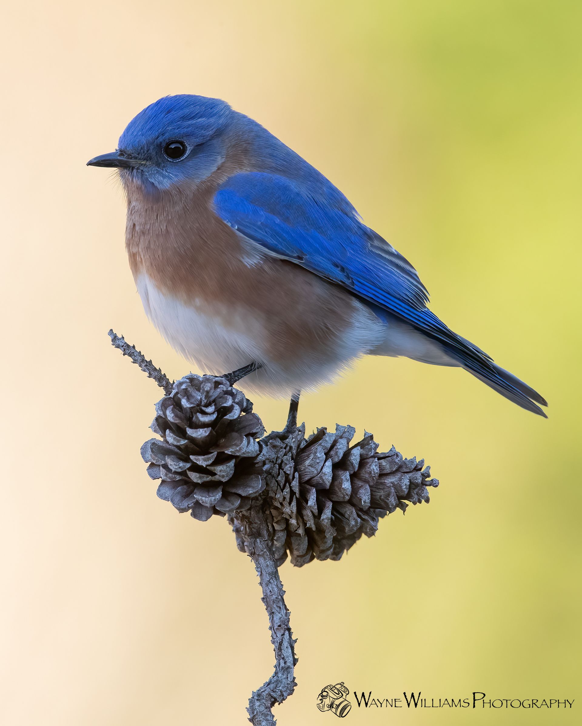 A small blue bird perched on a pine cone