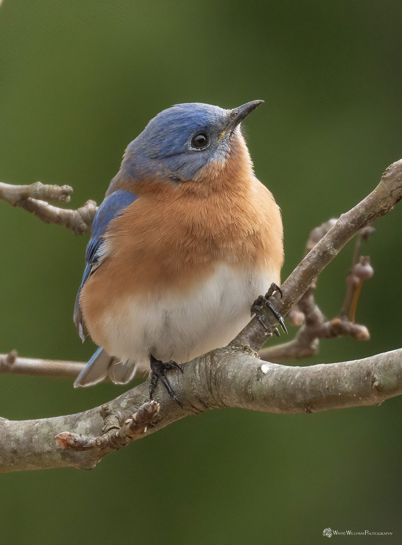 A small blue and brown bird perched on a tree branch.