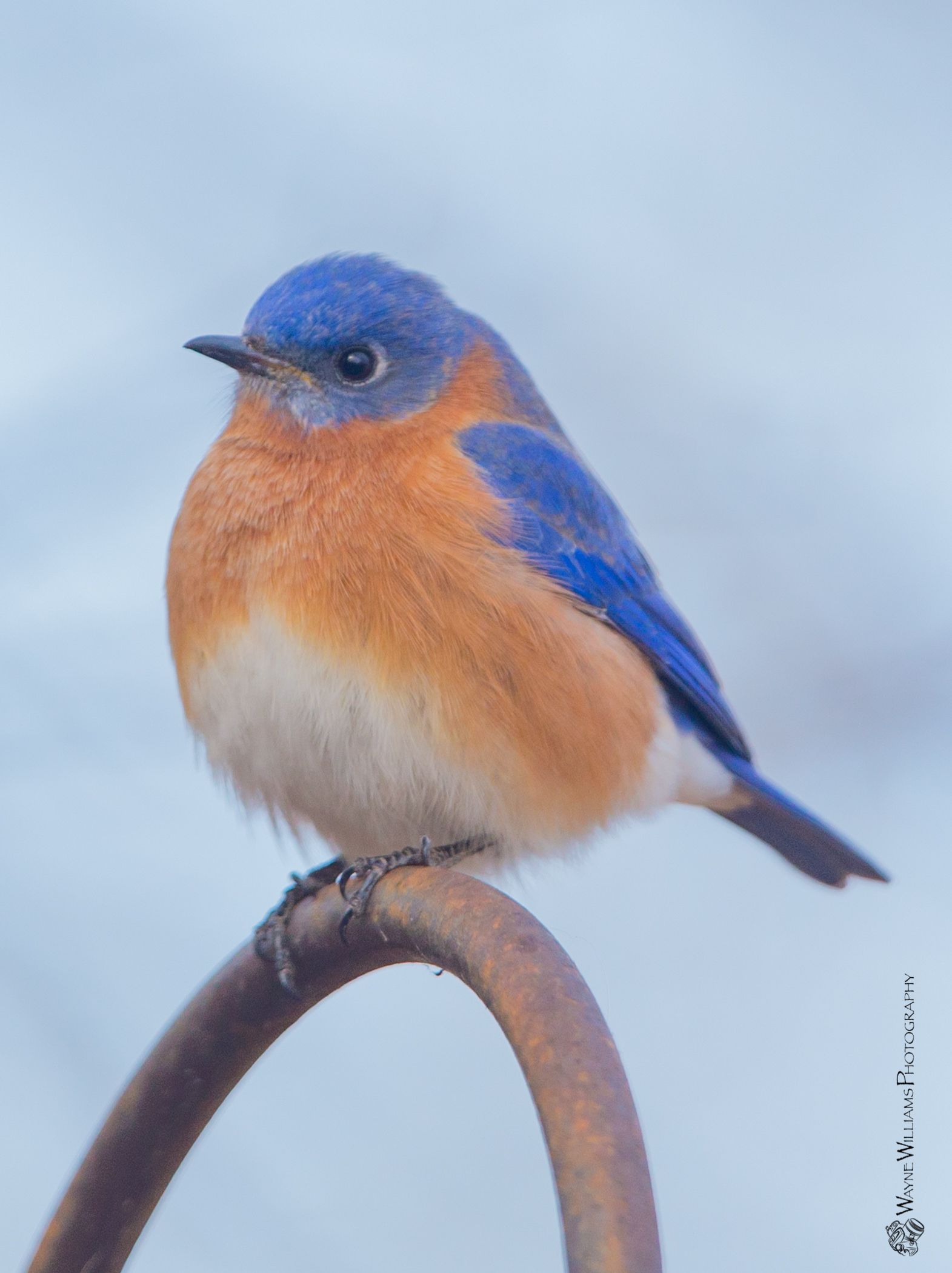 A small blue and orange bird perched on a branch