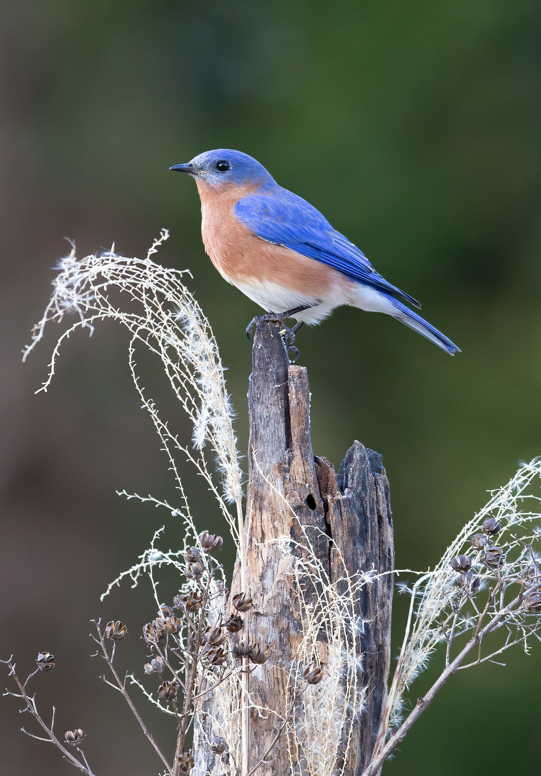 A blue and brown bird perched on a tree stump
