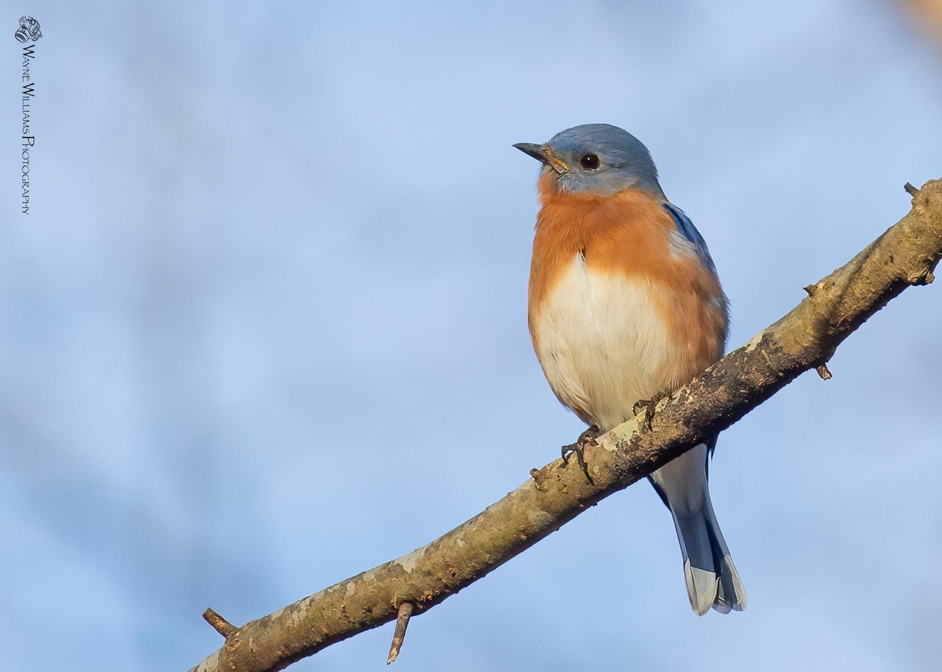 A bird perched on a tree branch with a blue sky in the background