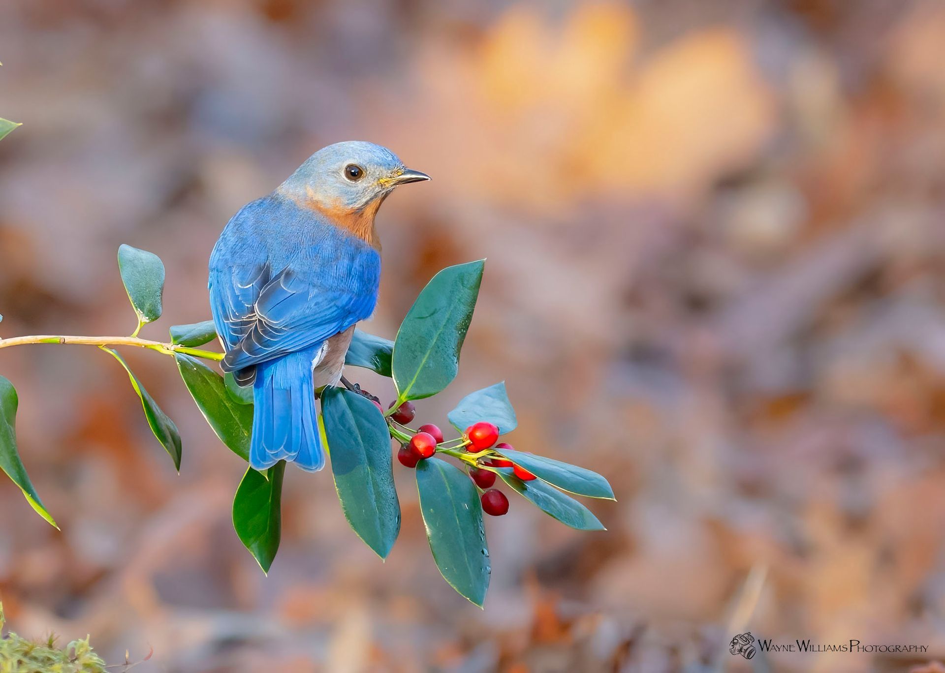 A blue bird perched on a branch with red berries