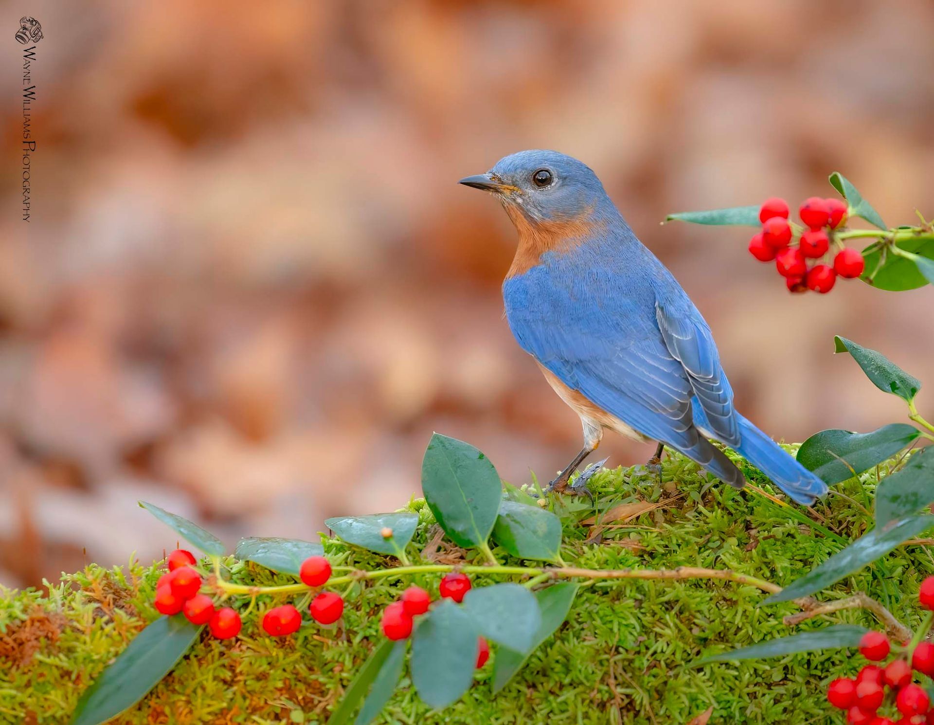 A blue bird perched on a mossy branch with red berries