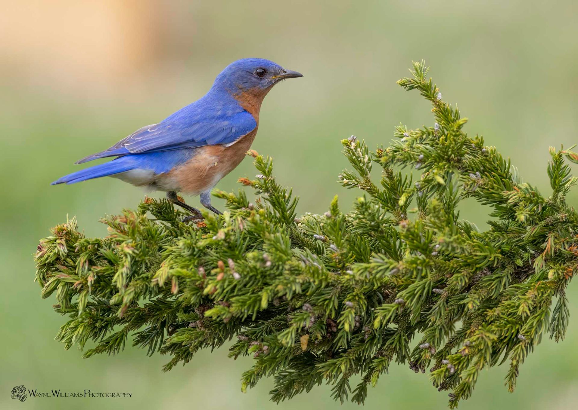 A blue bird is perched on a tree branch.