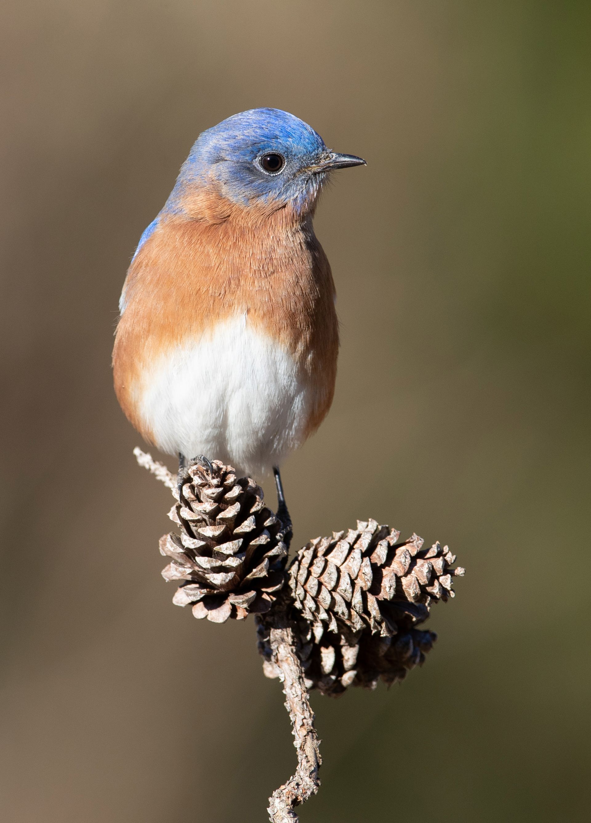 A small bird perched on top of a pine cone