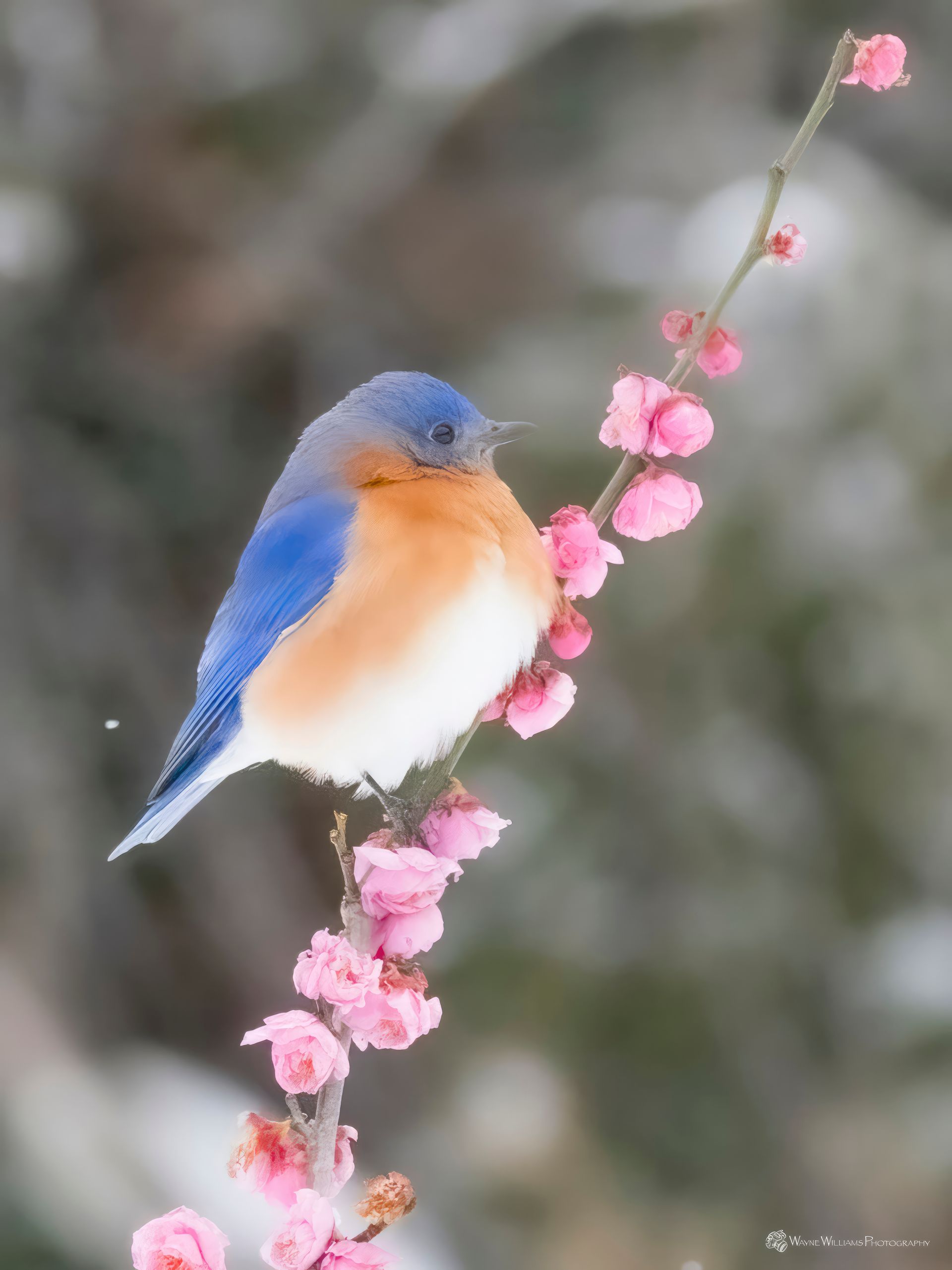 A bird perched on a branch with pink flowers