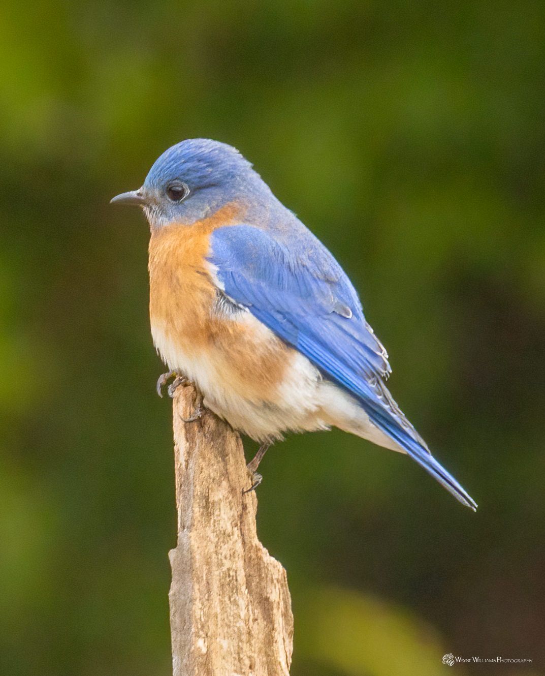 A blue and orange bird perched on a tree branch