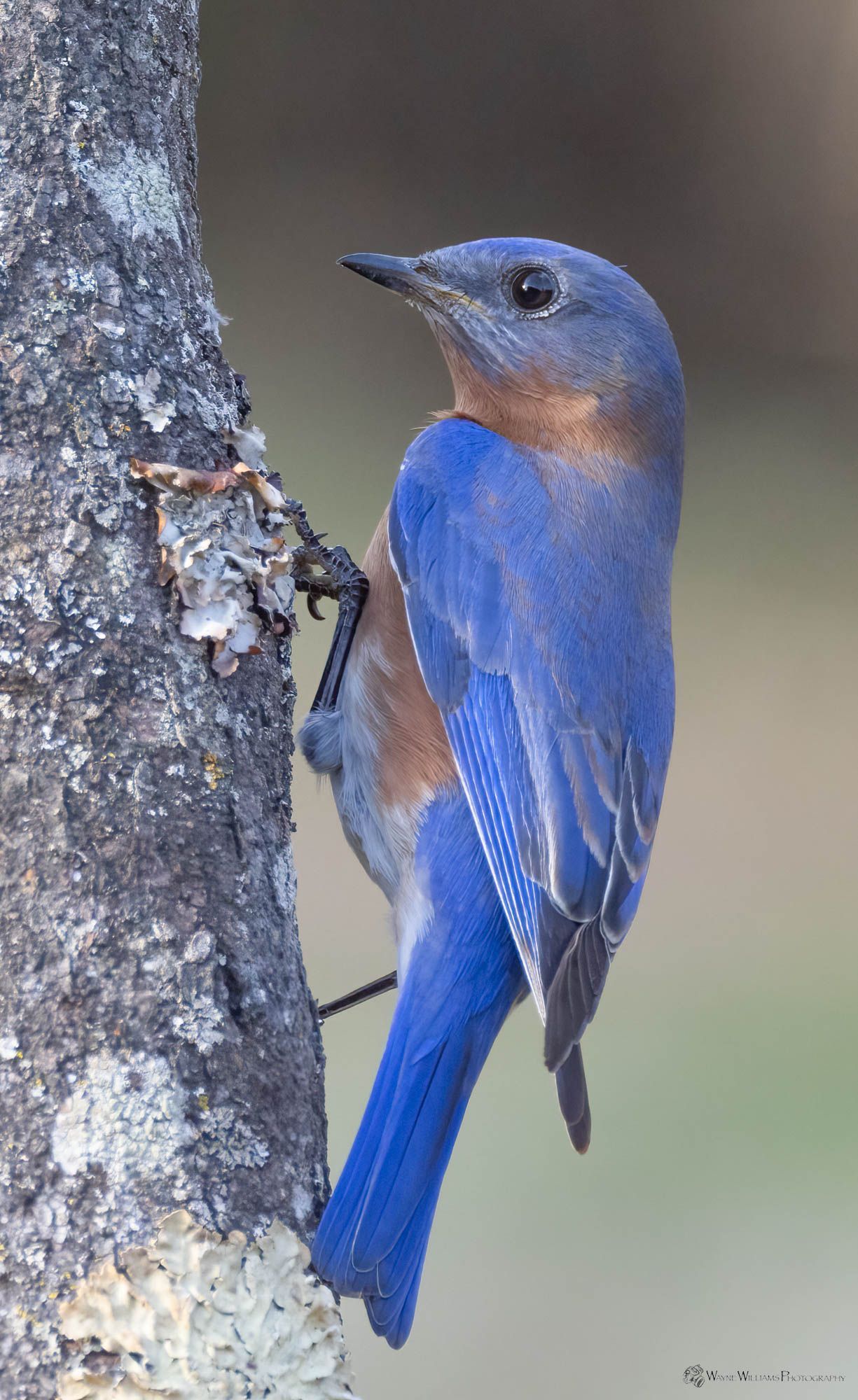 A blue and brown bird perched on a tree branch.