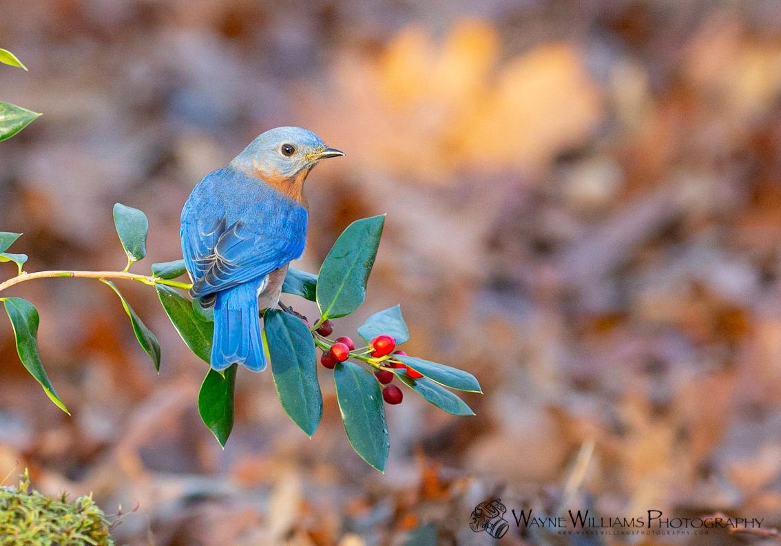 A blue bird perched on a branch with red berries.
