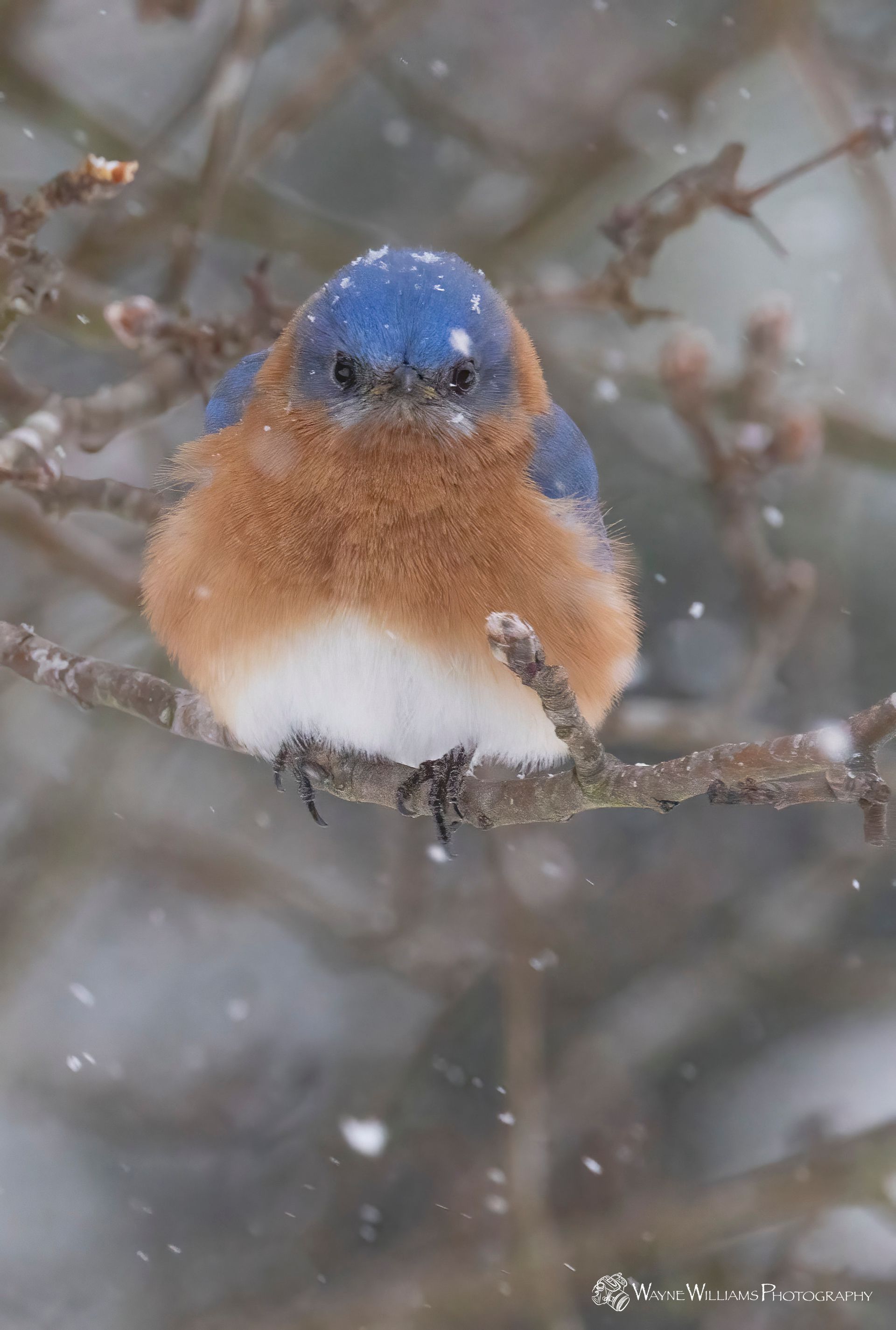 A bluebird is perched on a tree branch in the snow.