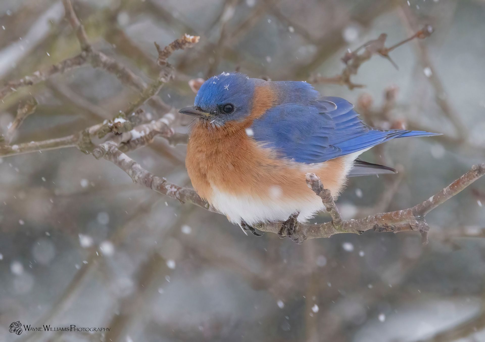 A bluebird perched on a tree branch in the snow.