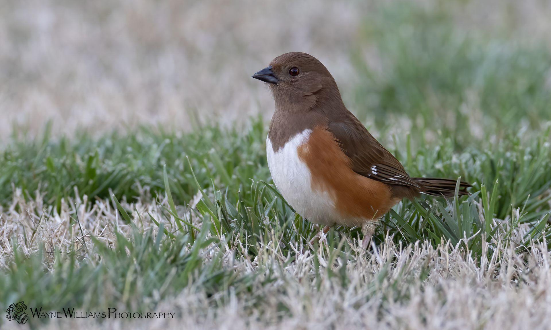 A small brown and white bird is standing in the grass.