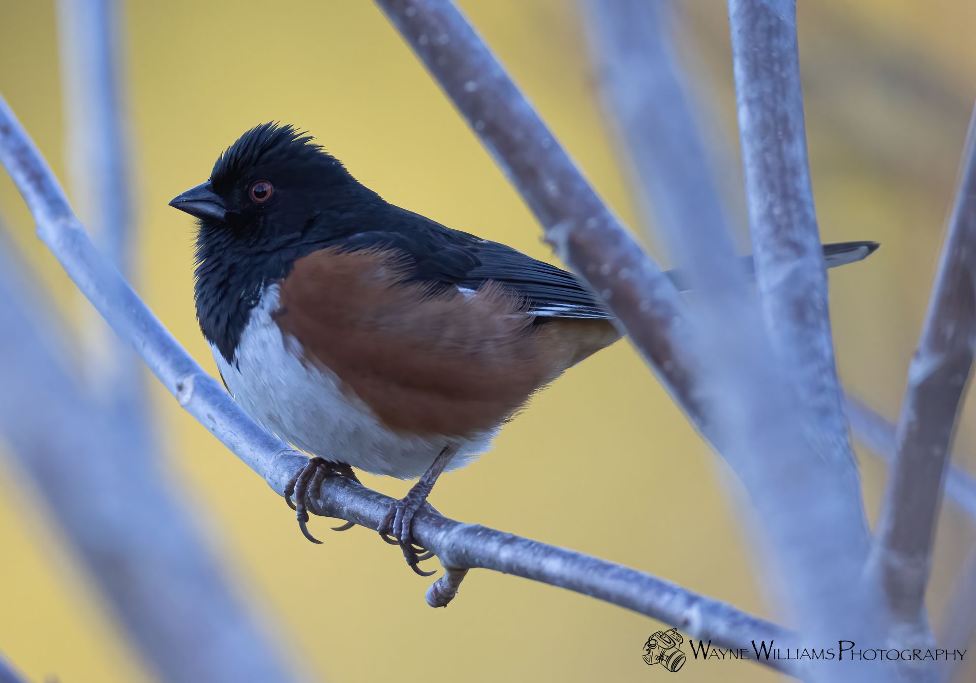 A black and brown bird perched on a tree branch