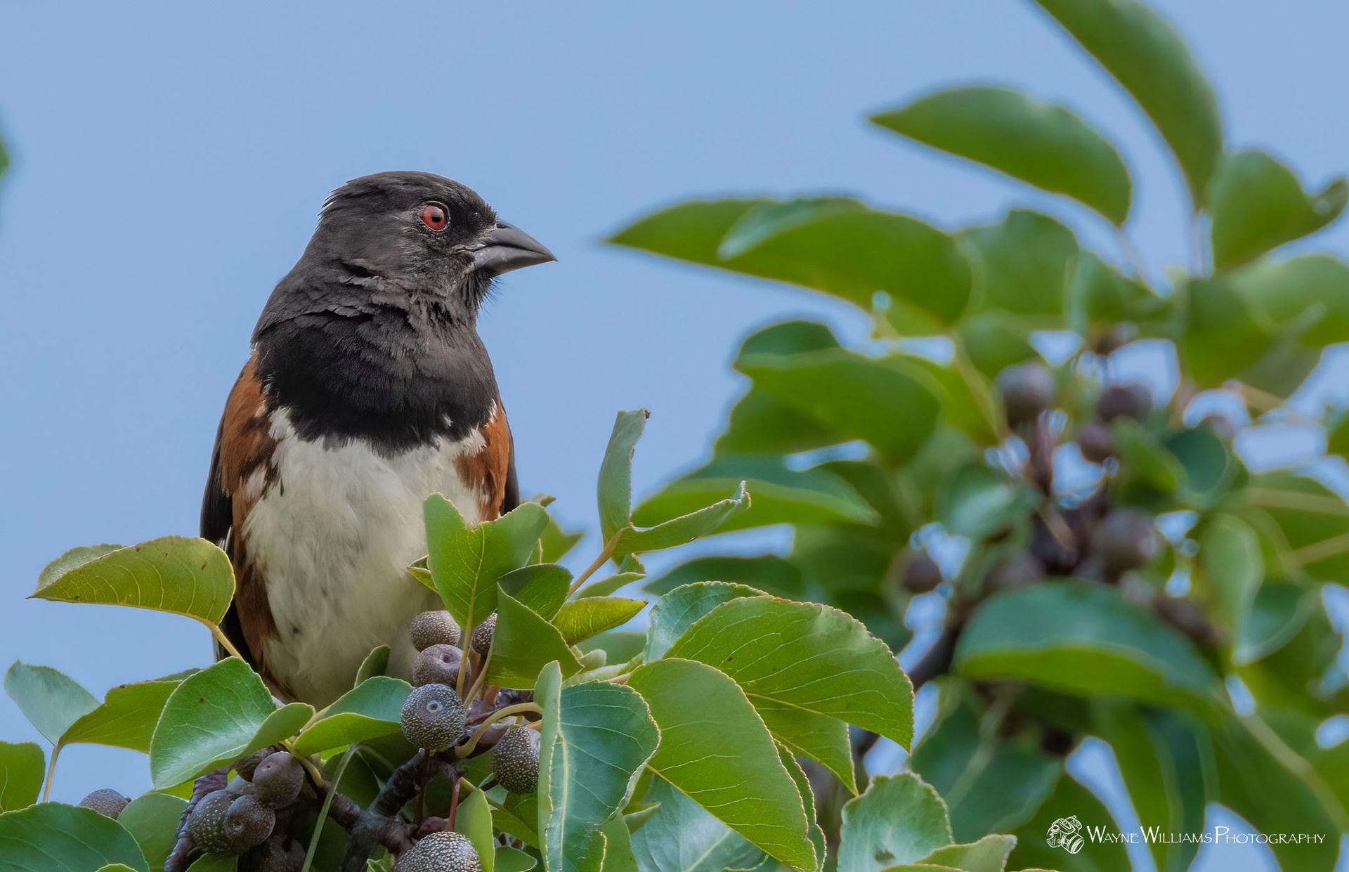 A brown and white bird perched on a tree branch