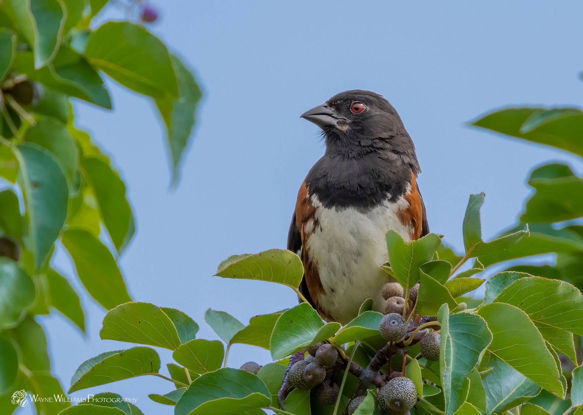 A small brown and white bird perched on a tree branch