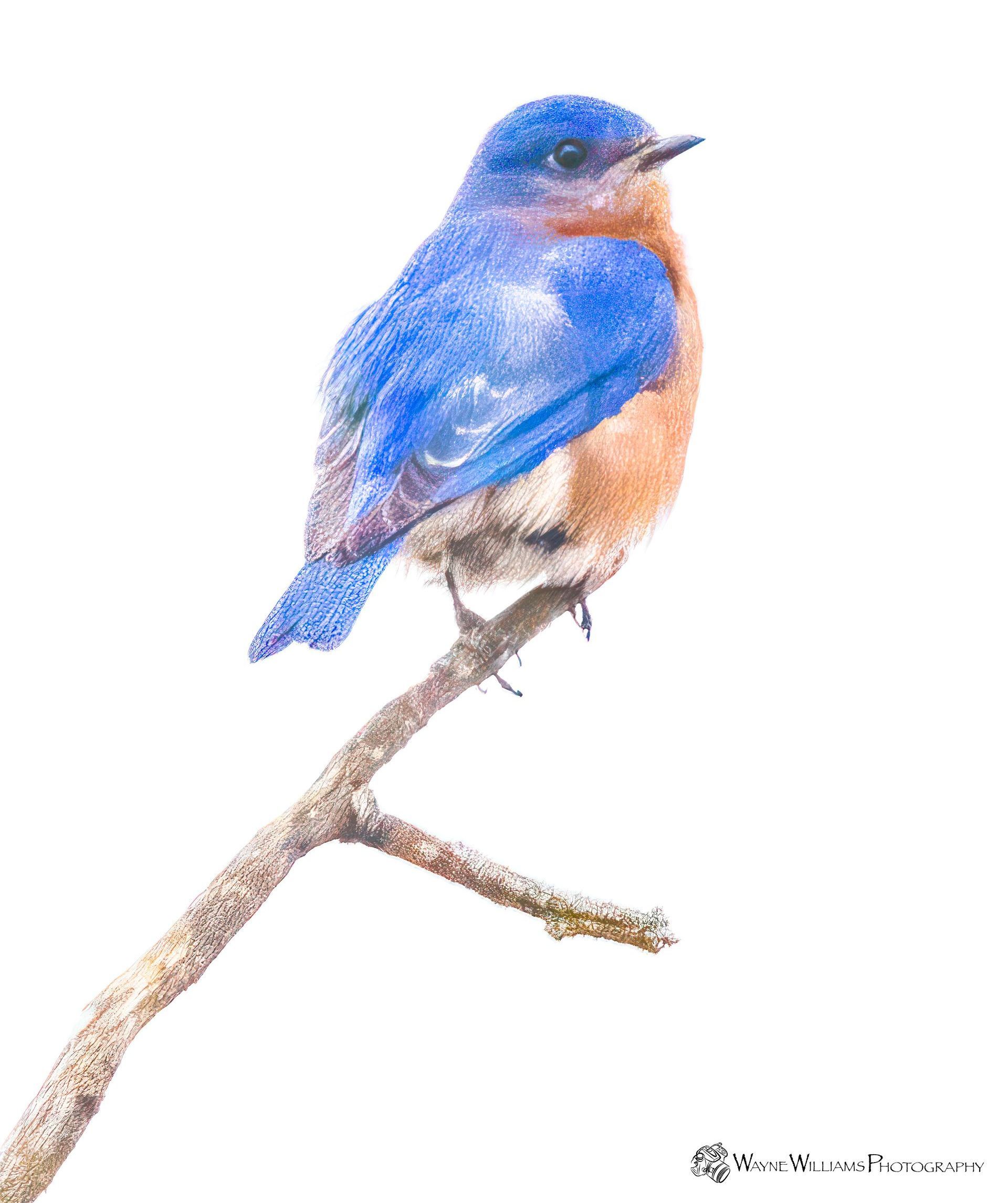A blue bird is perched on a branch on a white background.