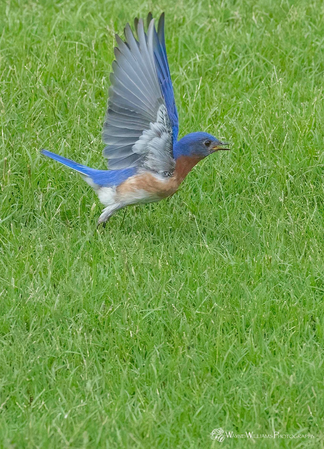 A bluebird is flying over a lush green field.