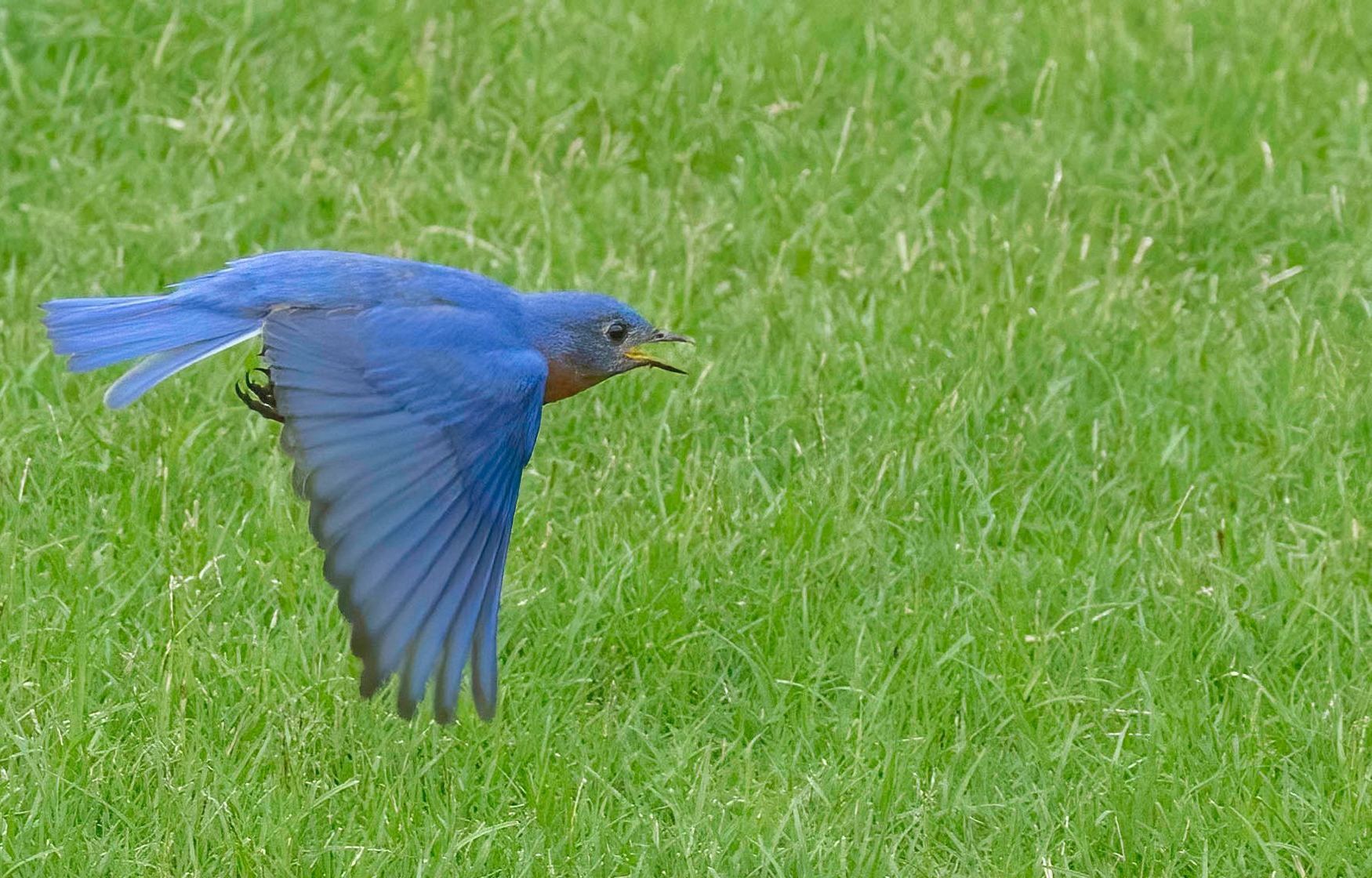 A blue bird is flying over a lush green field.