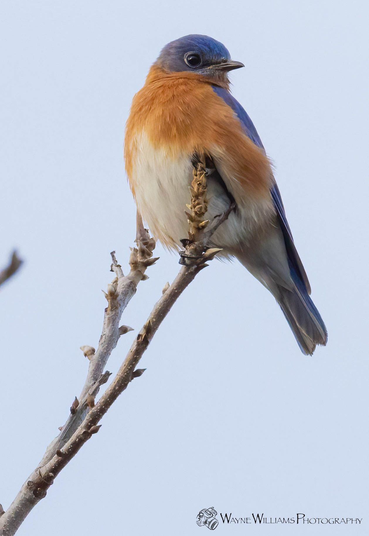 A bird perched on a tree branch with a blue sky in the background.