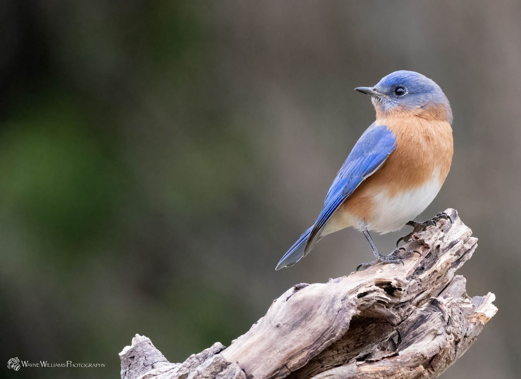 A small blue and brown bird perched on a tree branch.