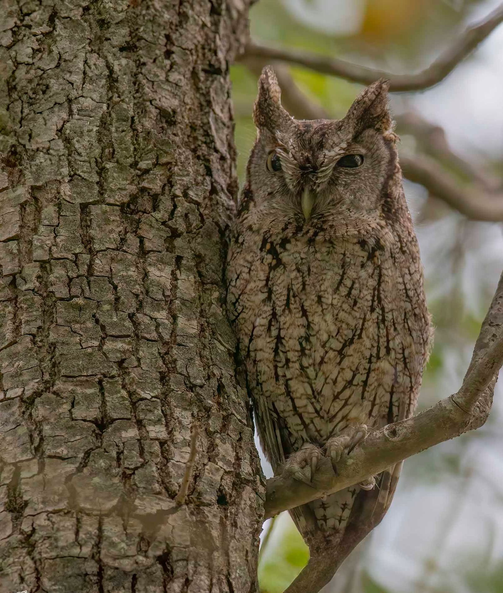 A camouflaged owl is perched on a tree branch.