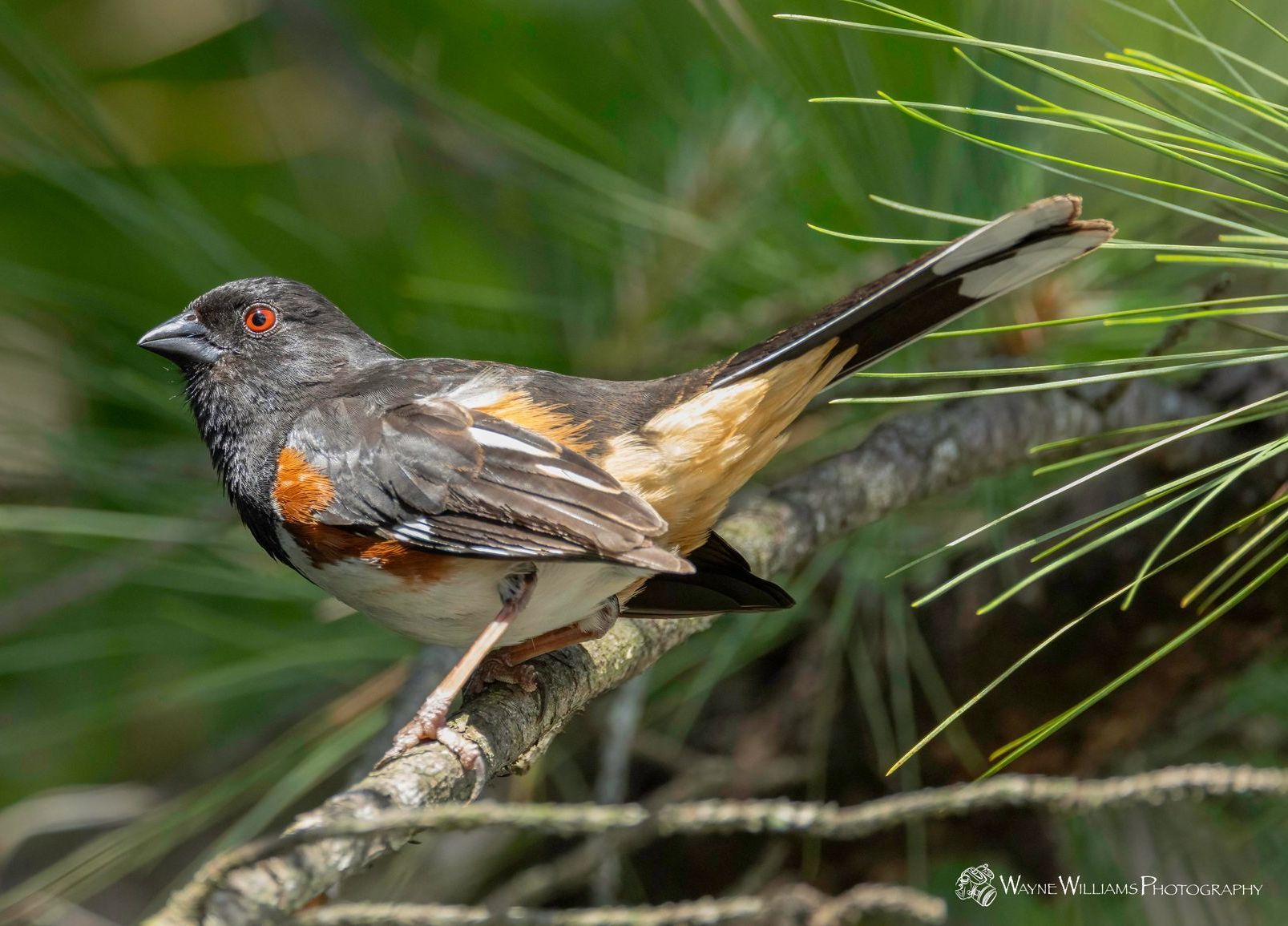A small bird is perched on a tree branch.