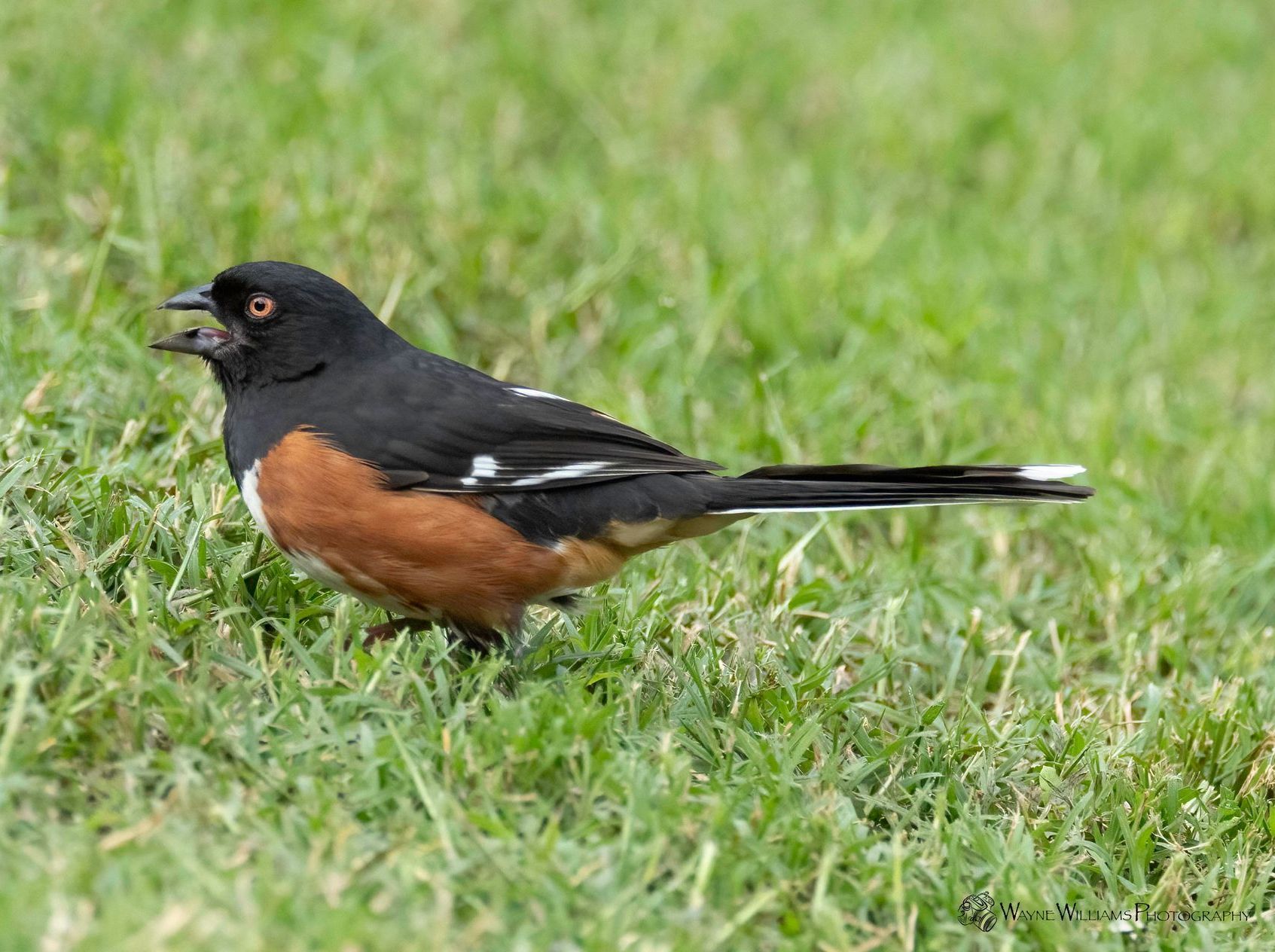 A black and brown bird is standing in the grass.