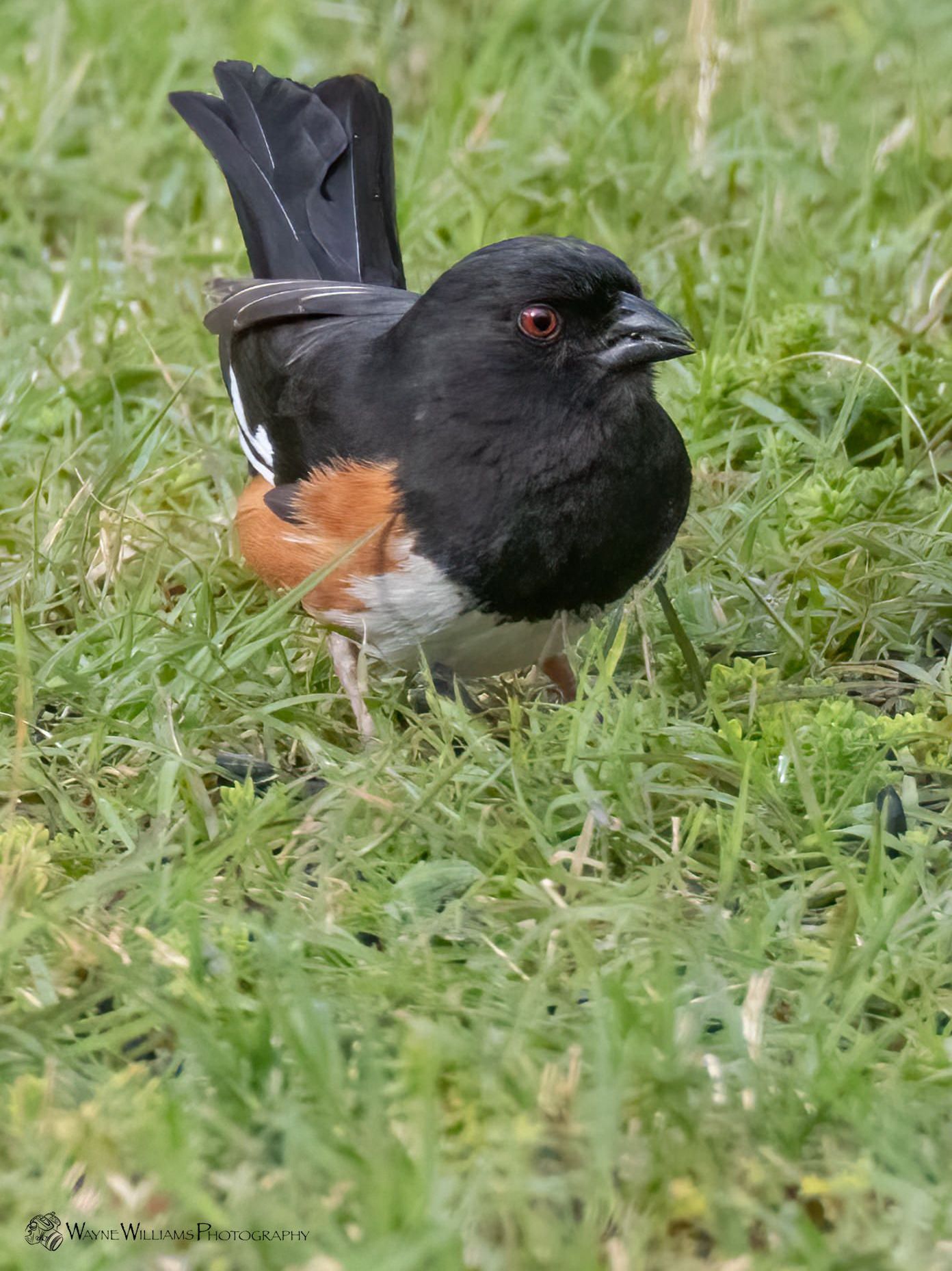 A black and orange bird is standing in the grass.