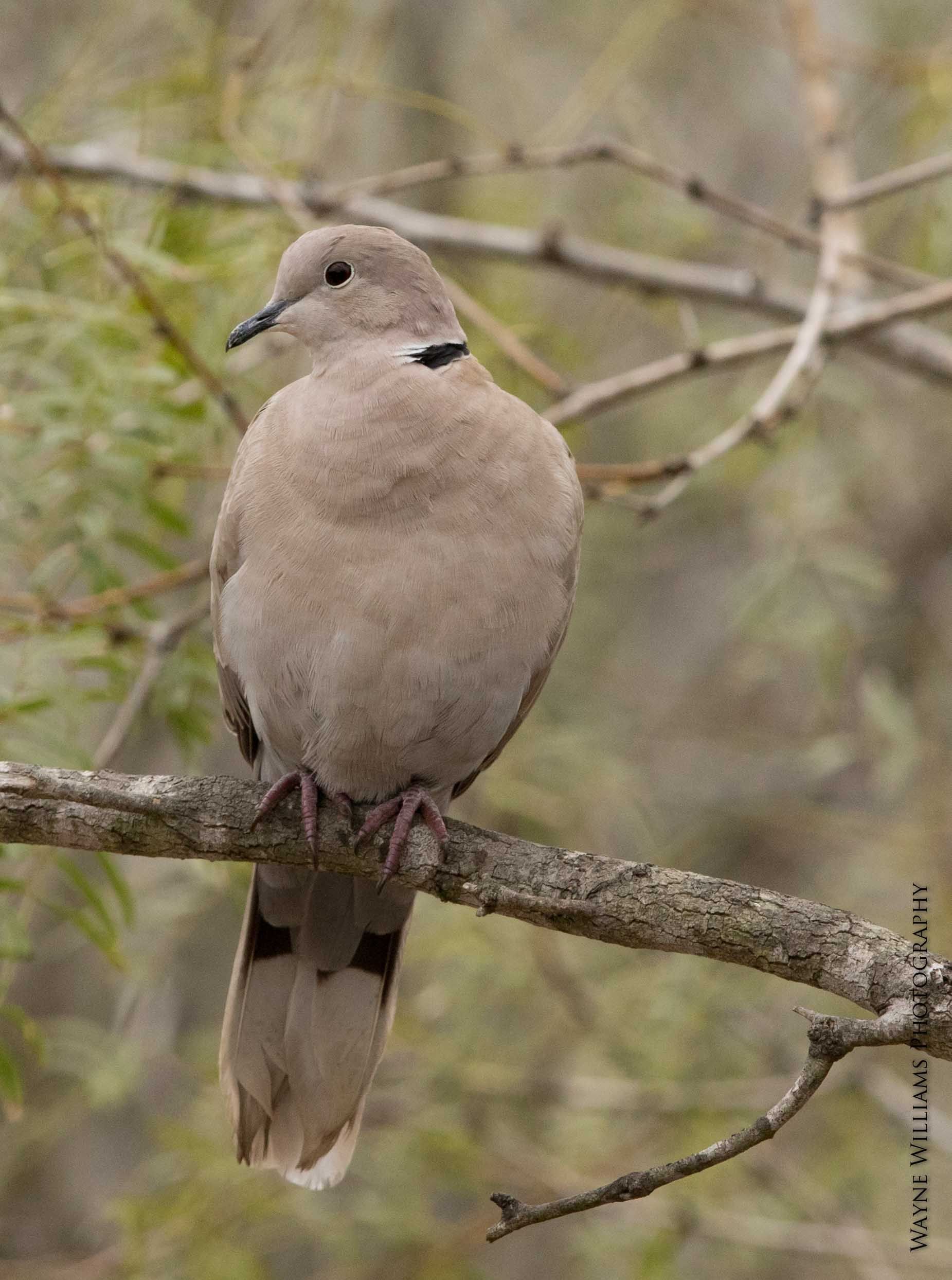 A bird is perched on a tree branch.