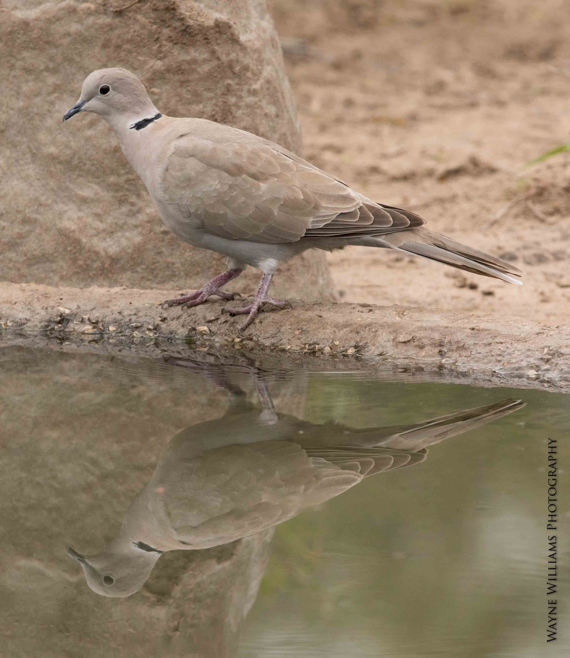 A bird is standing on a rock next to a body of water.
