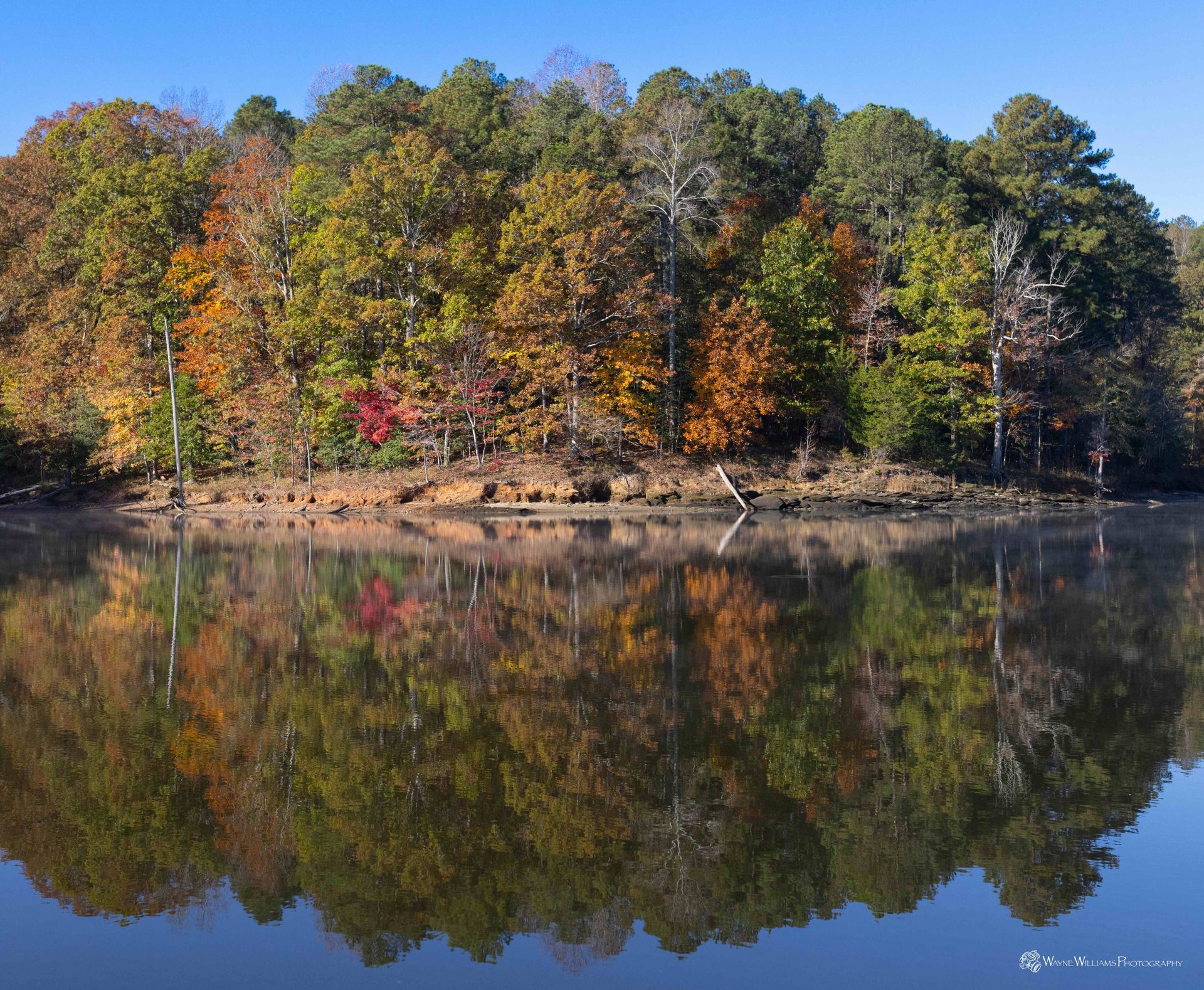 A reflection of trees in a lake on a sunny day