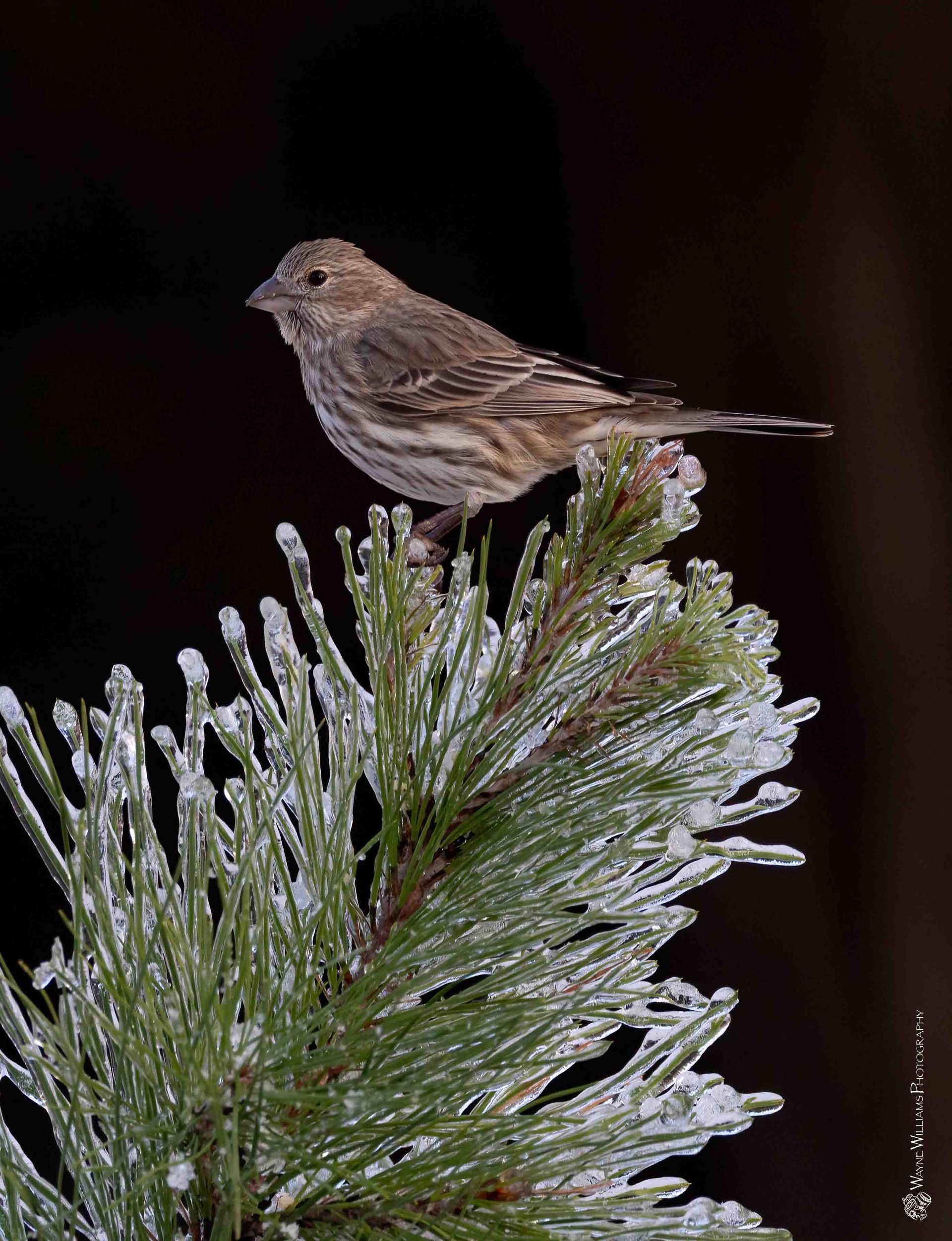 A small bird perched on top of a snow covered pine tree branch.