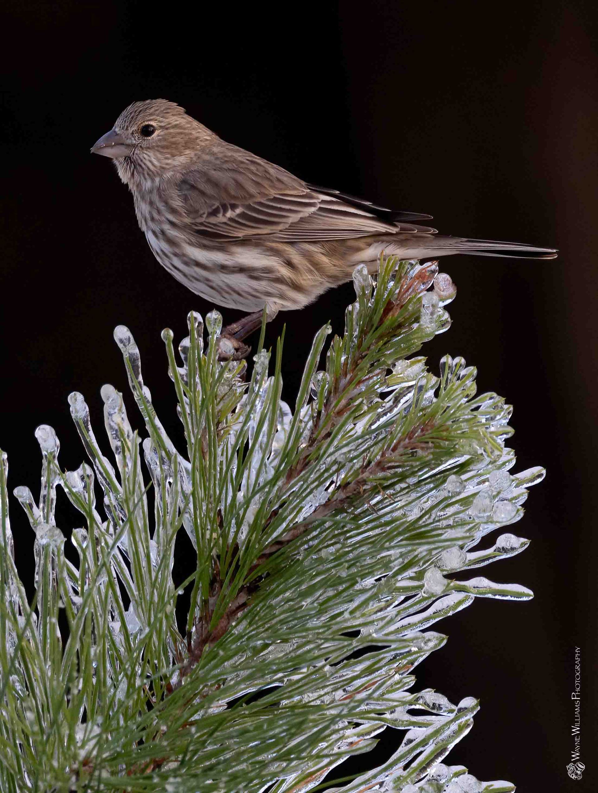 A small bird perched on top of a snow covered pine branch.