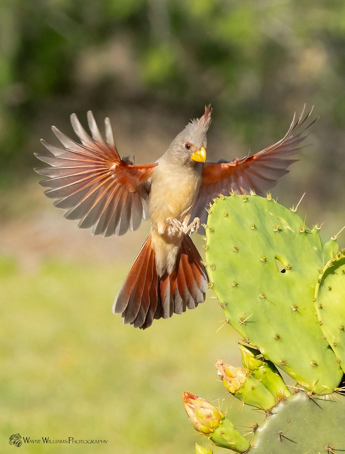 A bird is flying over a cactus with its wings spread.