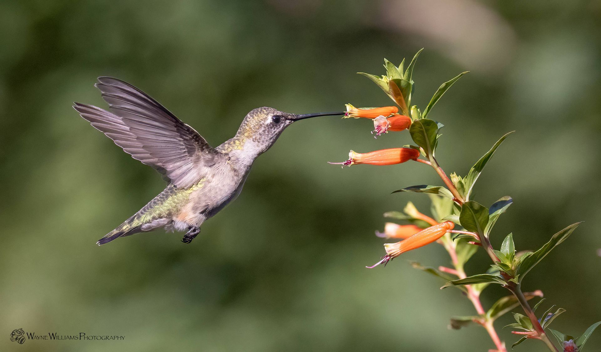 A hummingbird is flying towards a flower with a long beak.